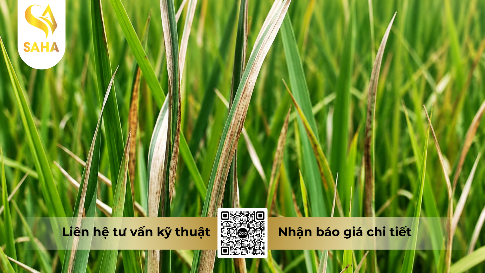 cong-dung-cua-thuoc-tru-benh-kansui-21-2wp.png