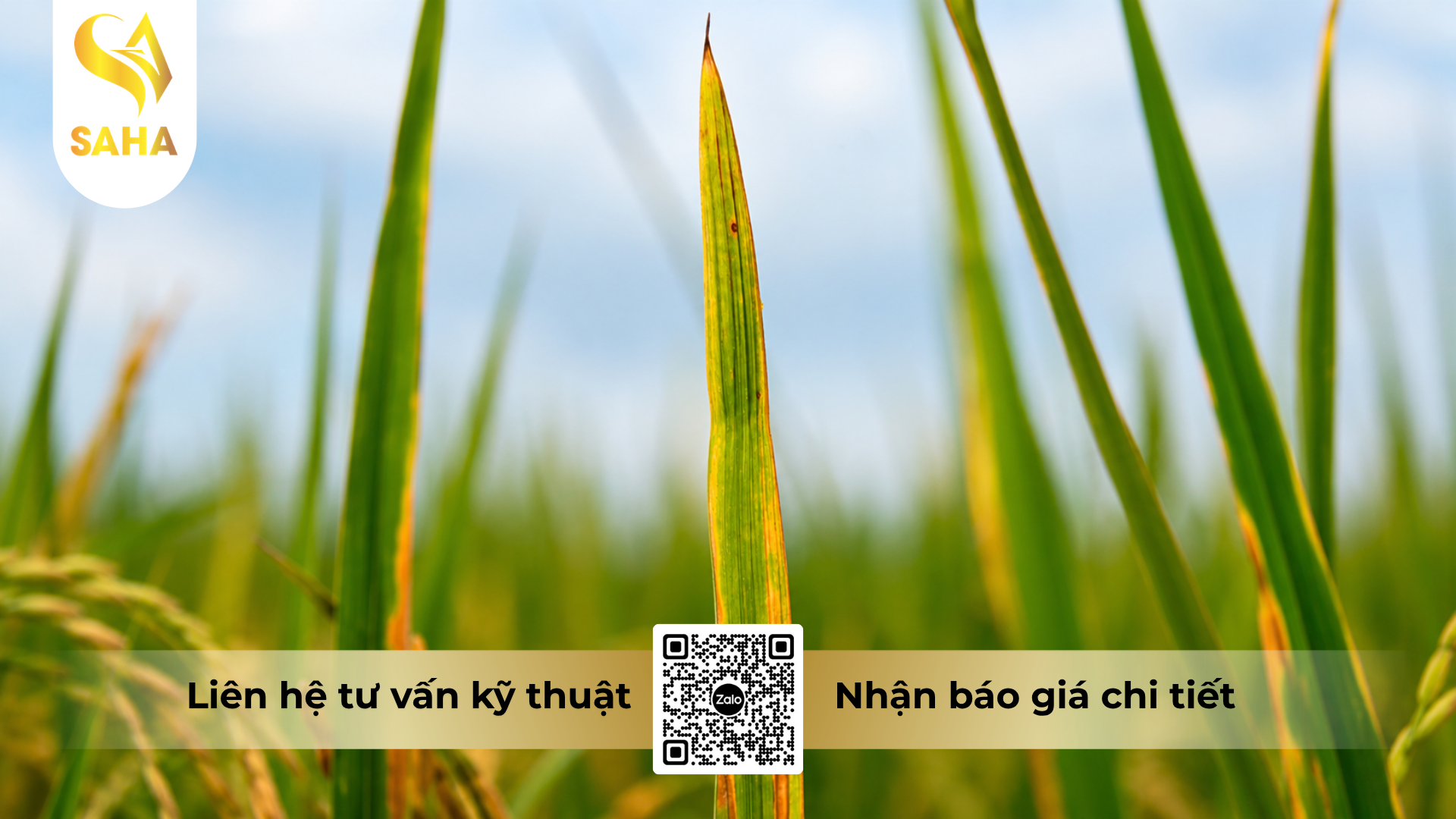 cong-dung-cua-thuoc-tru-benh-cao-cap-kansui-21-2wp.png