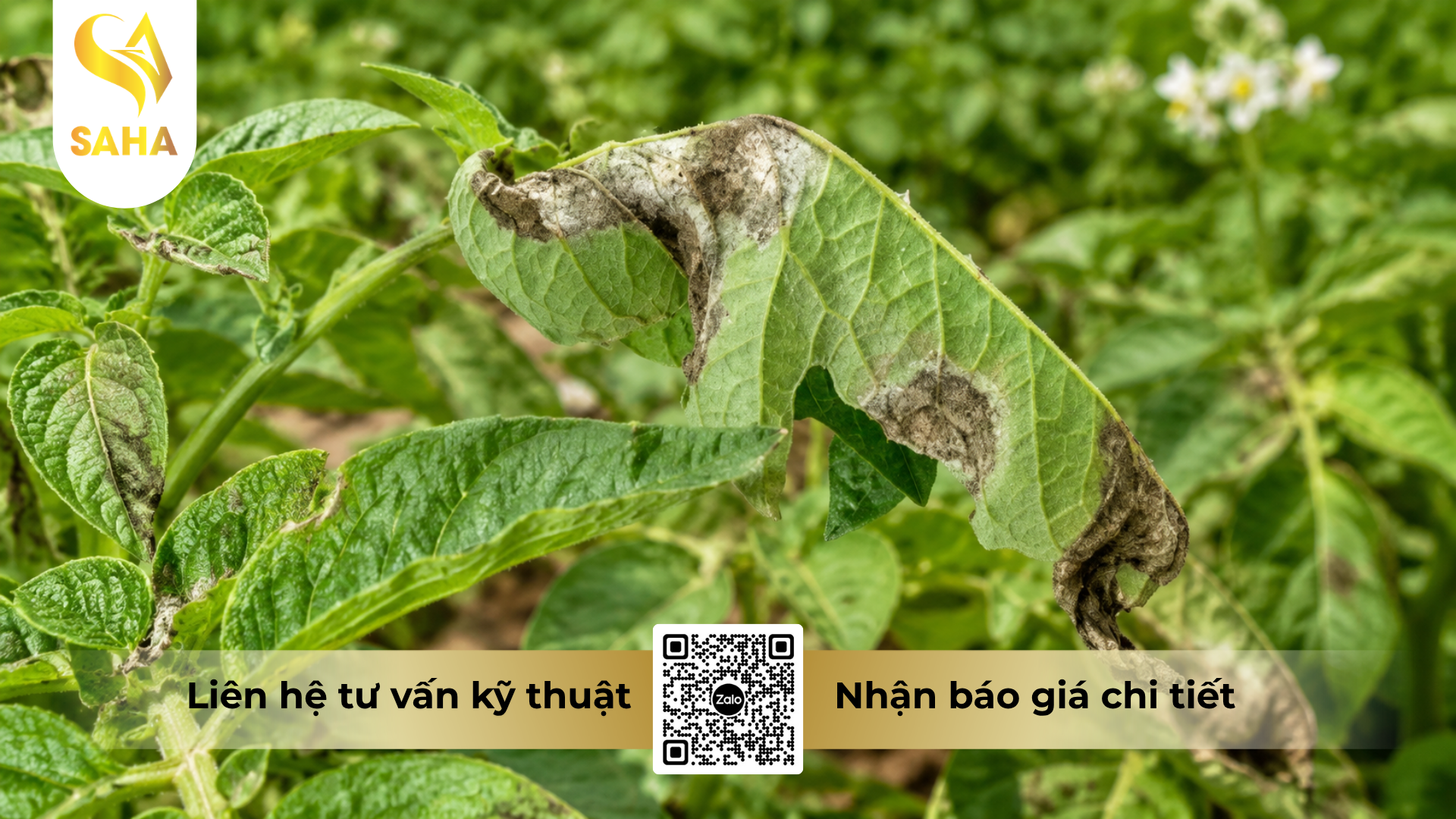 cong-dung-cua-thuoc-tru-benh-kin-kin-bul-68wg-hieu-nikibul.png