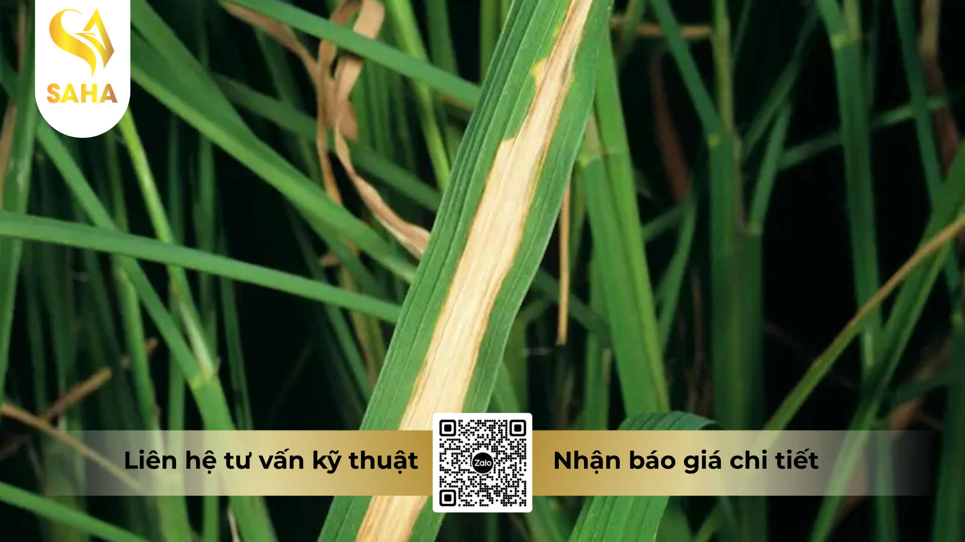 cong-dung-cua-thuoc-tru-benh-lino-oxto-200wp-hieu-sufaxin-200.png