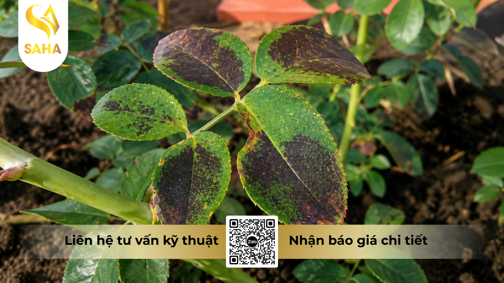 cong-dung-cua-thuoc-tru-benh-nekko-69wp-hieu-hadimorp.png