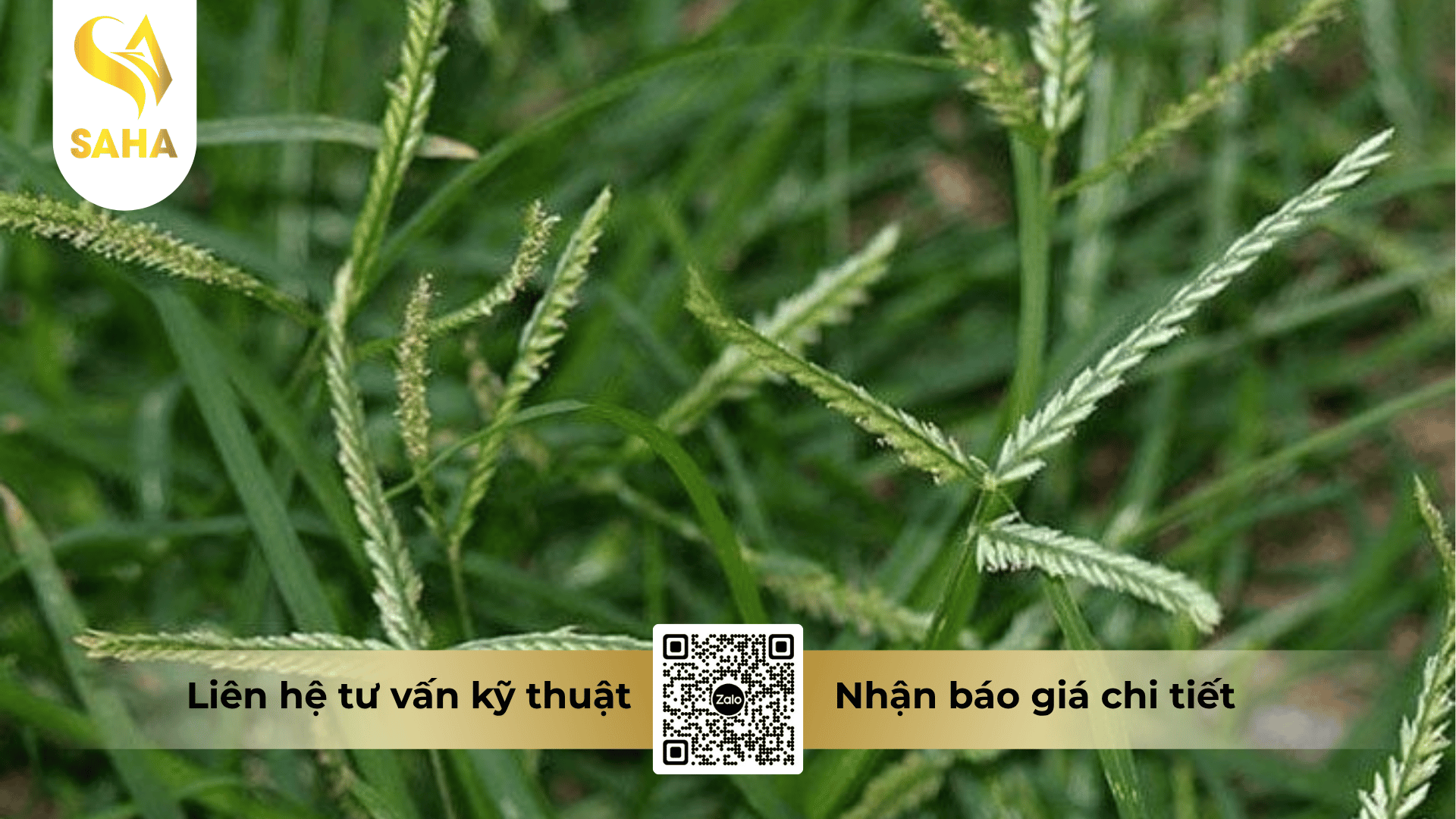cong-dung-thuoc-tru-co-ad-qkill-56sp-hieu-pha-thao-666.png