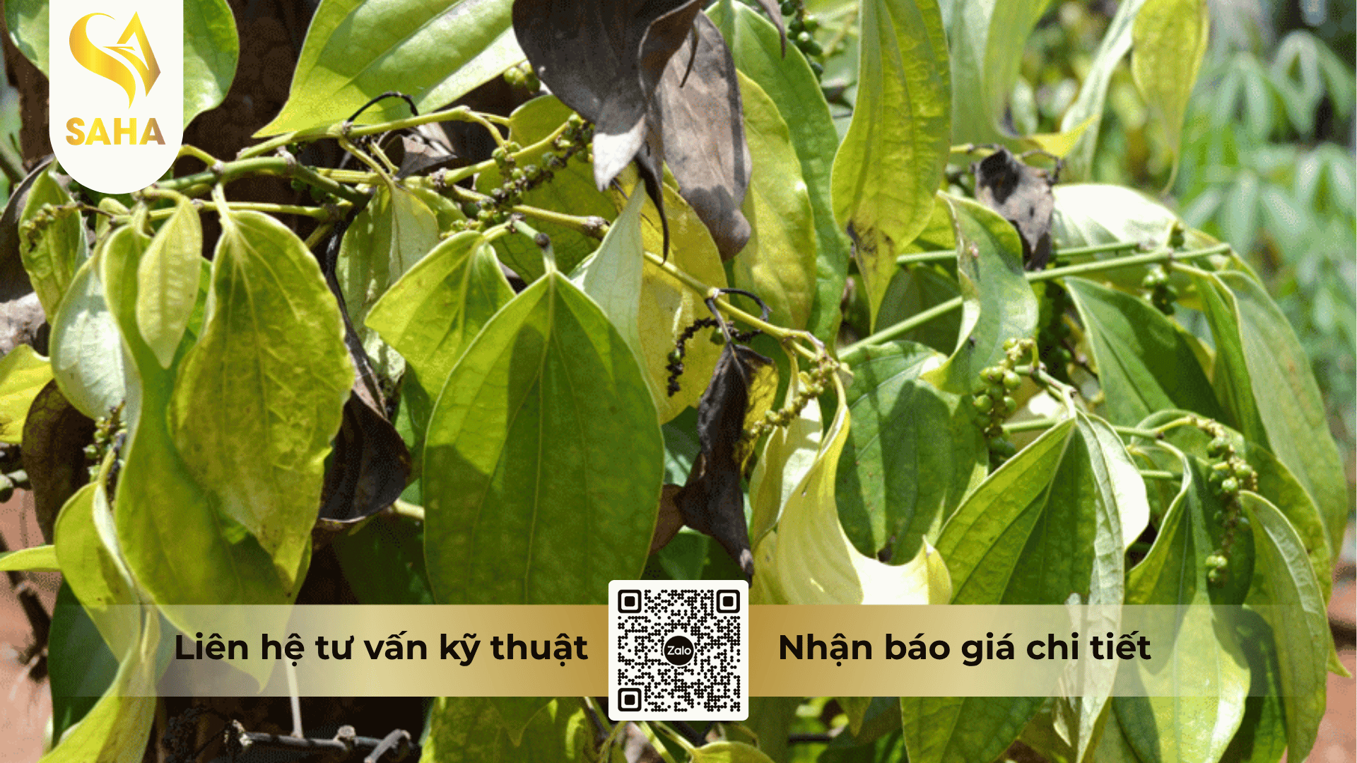 thong-tin-chung-thuoc-tru-benh-anlien-annong-400sc.png