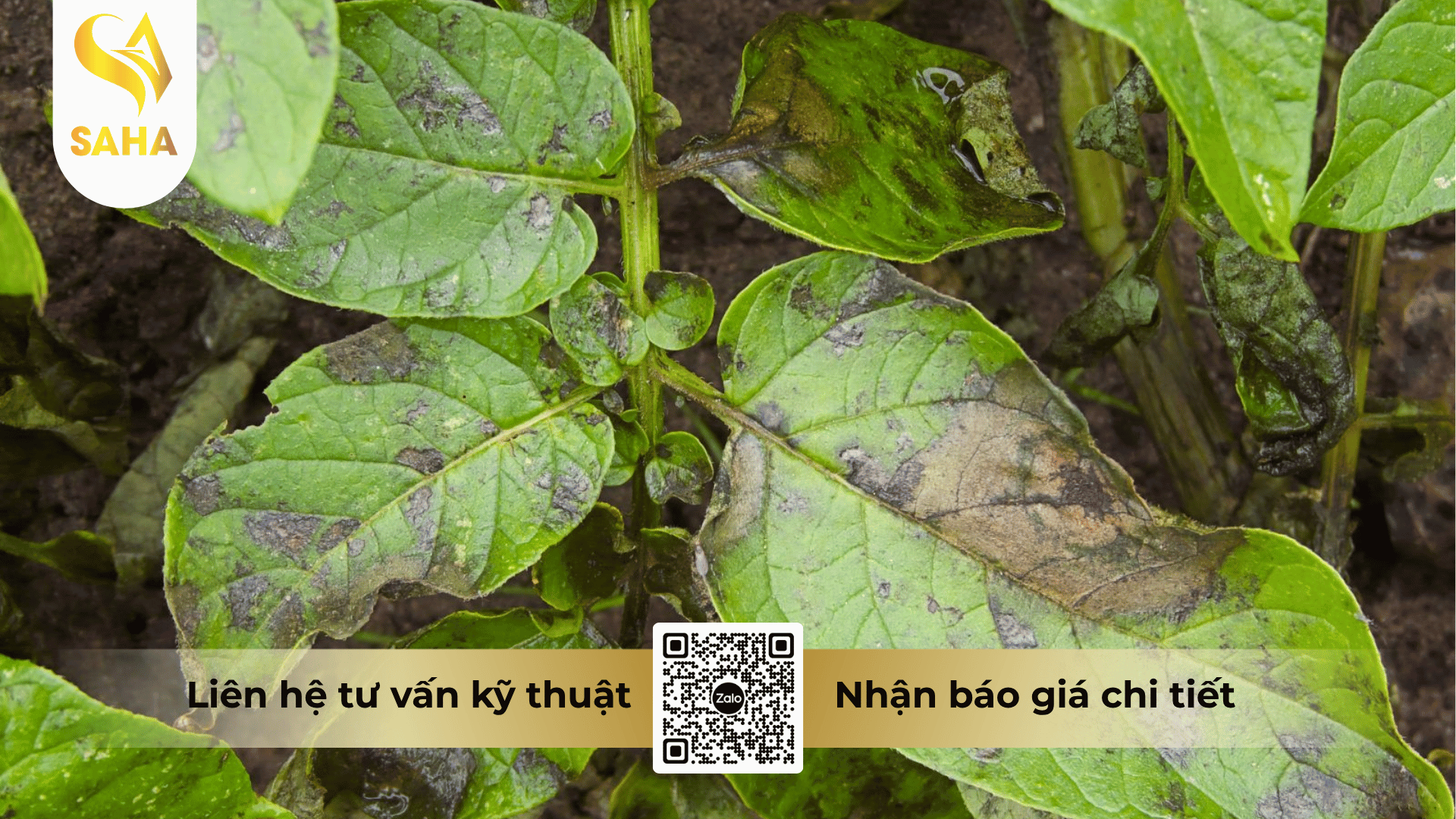 thong-tin-chung-tru-benh-anlien-annong-800wp.png