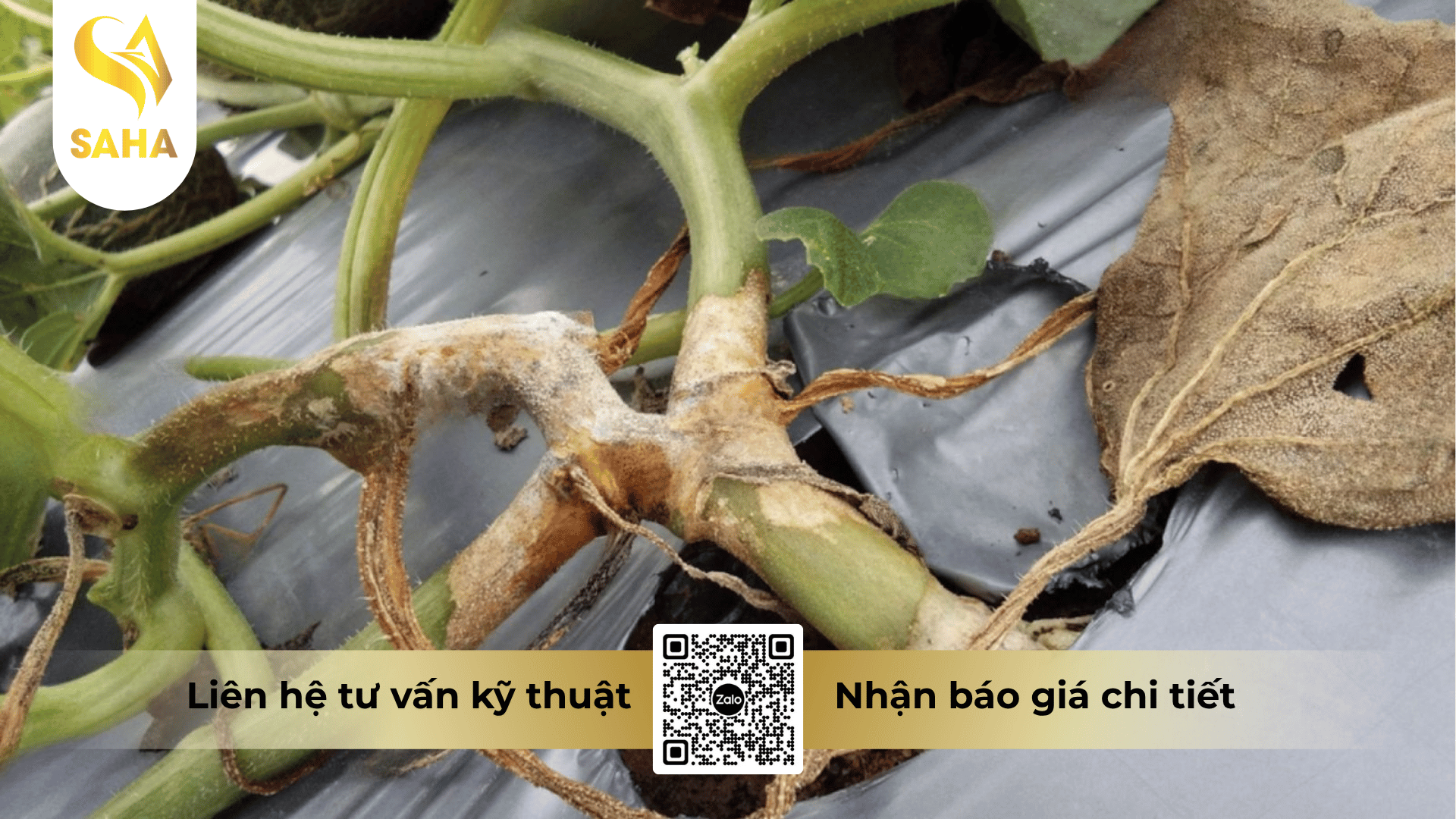 cong-dung-tru-benh-anlien-annong-800wp.png