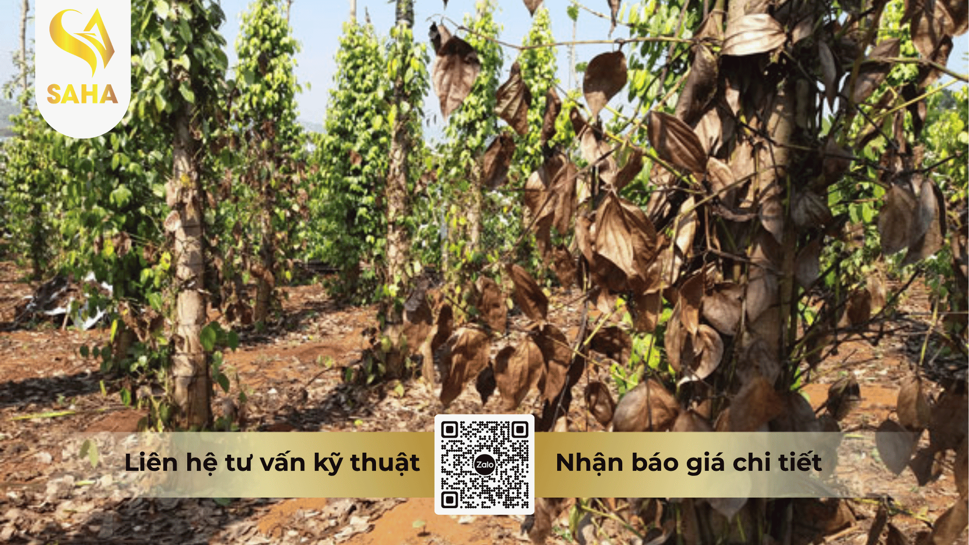 thong-tin-chung-thuoc-tru-benh-anlien-annong-800wg.png