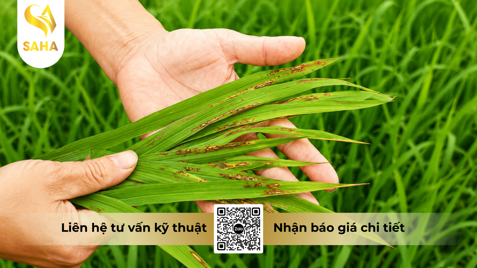 cong-dung-cua-thuoc-tru-benh-nikasu-100wp-hieu-happy-khuan.png