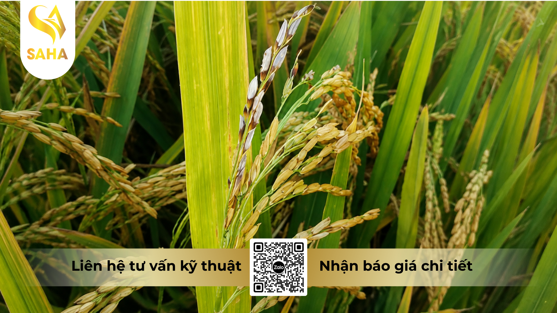 cong-dung-cua-thuoc-tru-benh-nofacol-70wp-hieu-hatracol-plus.png