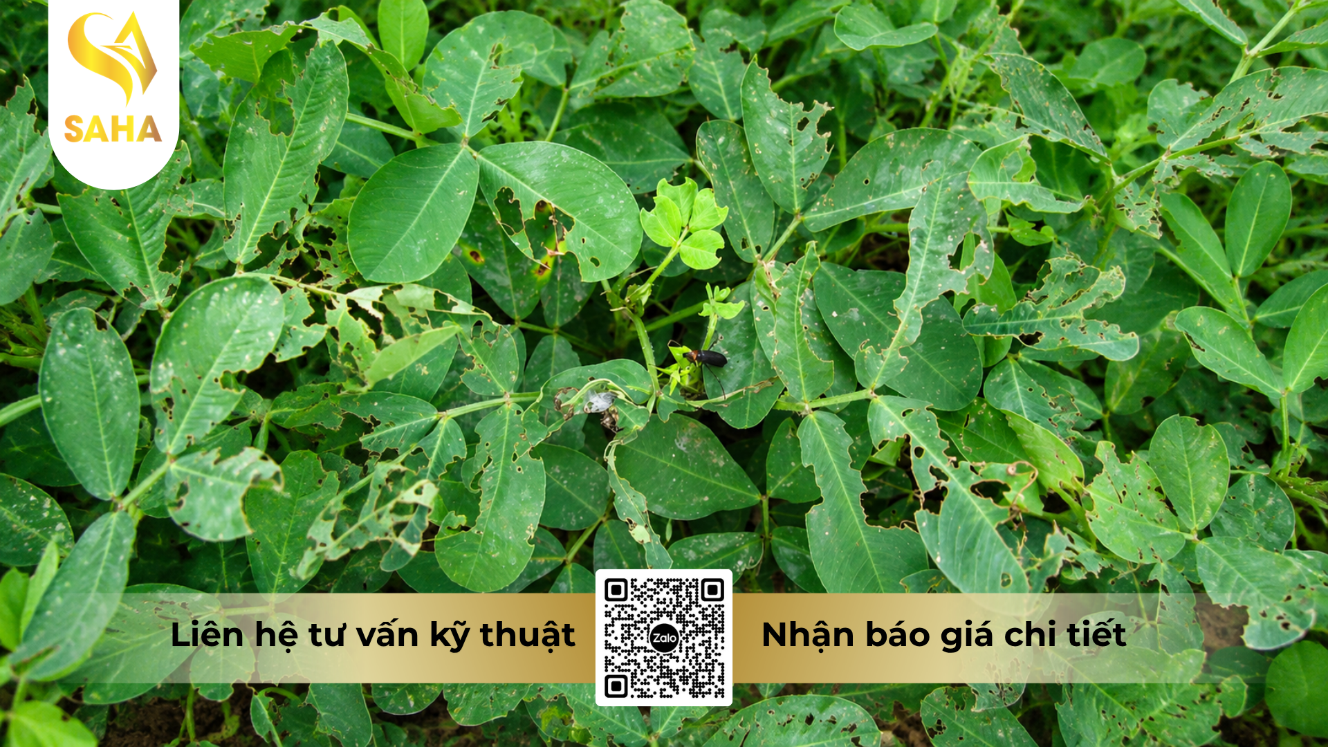 cong-dung-cua-thuoc-tru-benh-pn-coppercide-50wp-hieu-nicopper-500.png