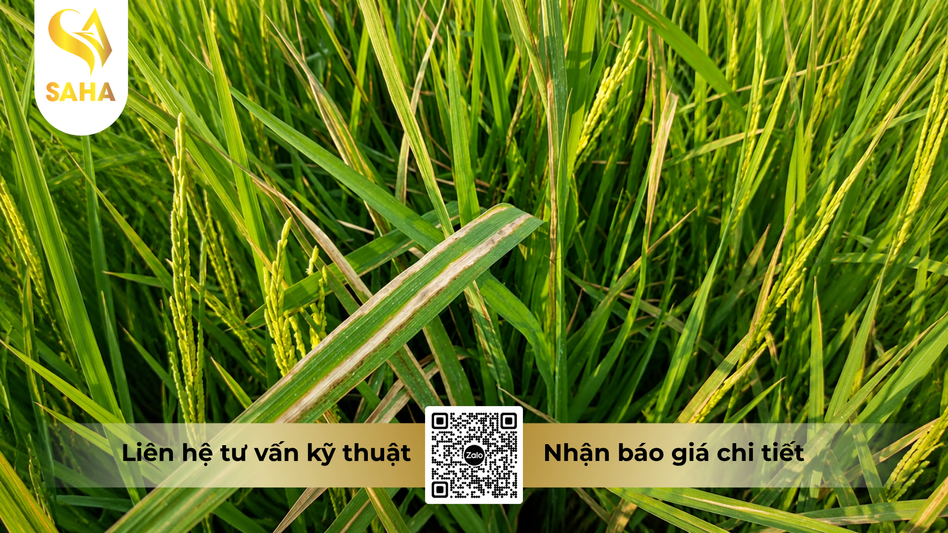 cong-dung-cua-thuoc-tru-benh-riazor-215wp-hieu-nikabac-215.png