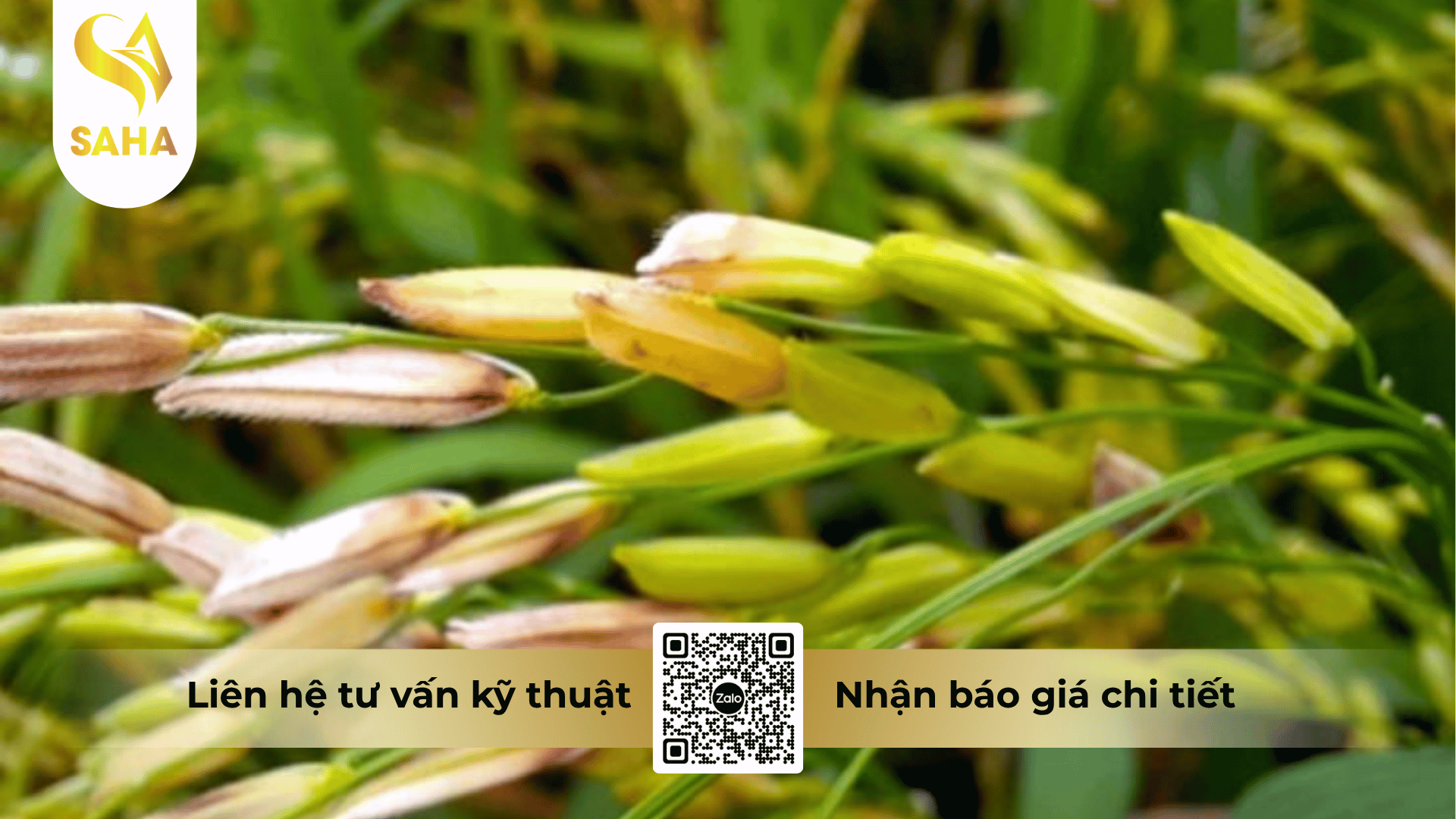 thong-tin-chung-thuoc-tru-benh-annong-manco-300sc.png
