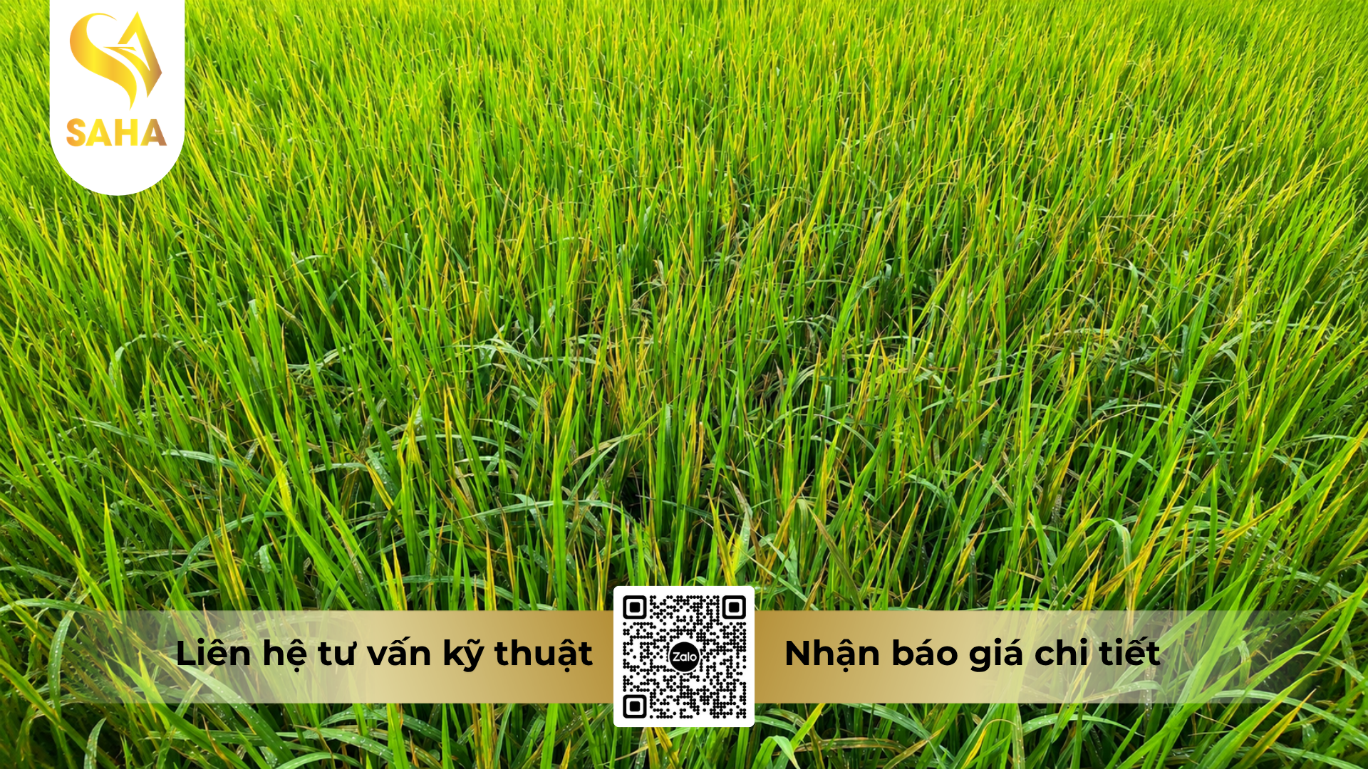 cong-dung-cua-thuoc-dac-tri-benh-do-vi-khuan-riazor-215wp-hieu-nirazor-215.png
