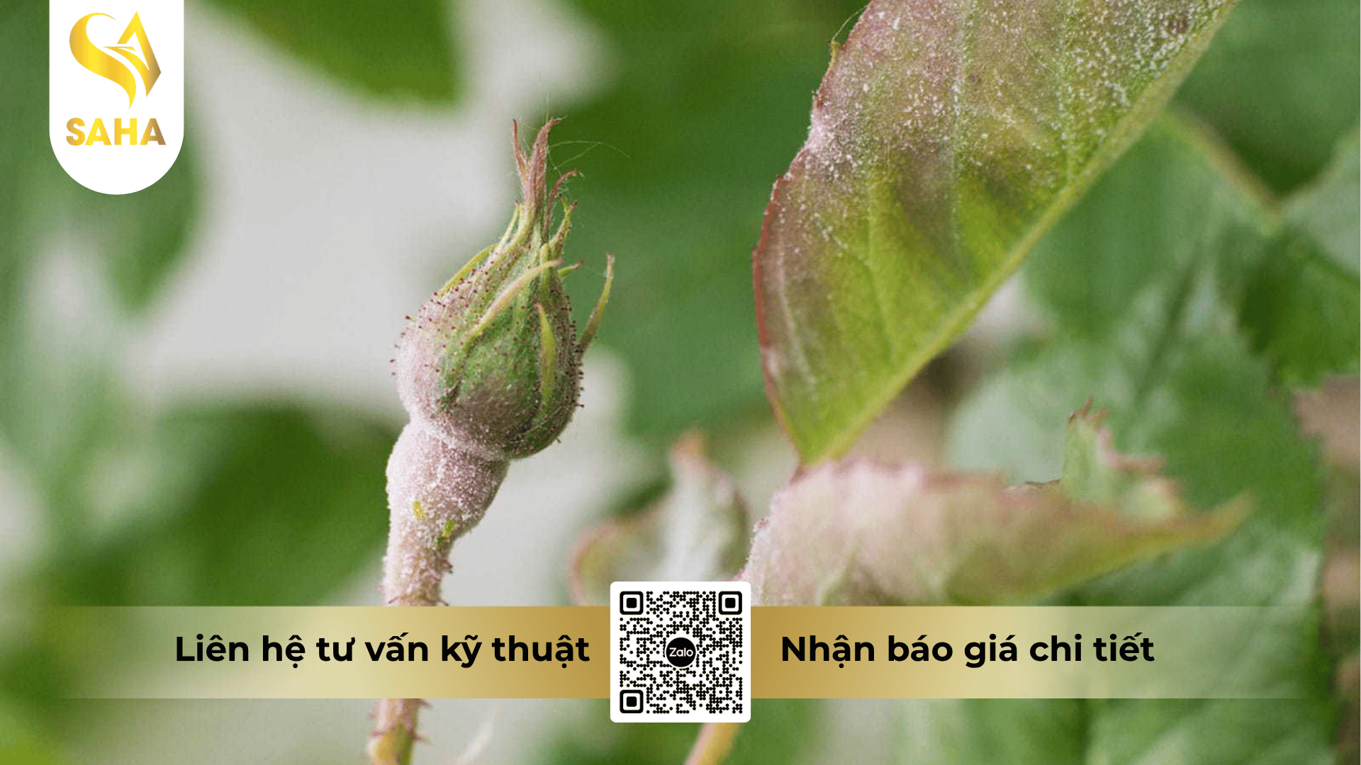 thong-tin-chung-thuoc-tru-benh-annong-manco-80wp.png