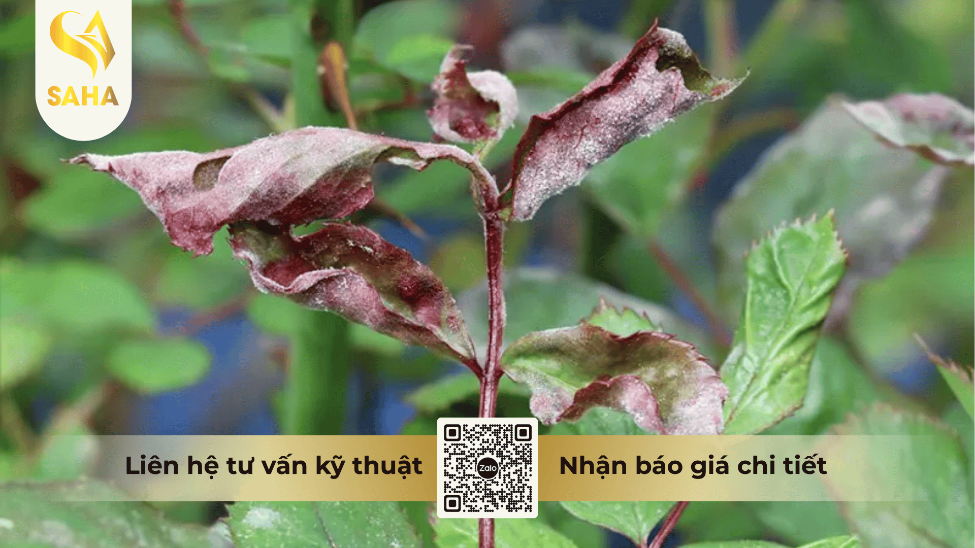 cong-dung-thuoc-tru-benh-annong-manco-80wp.png