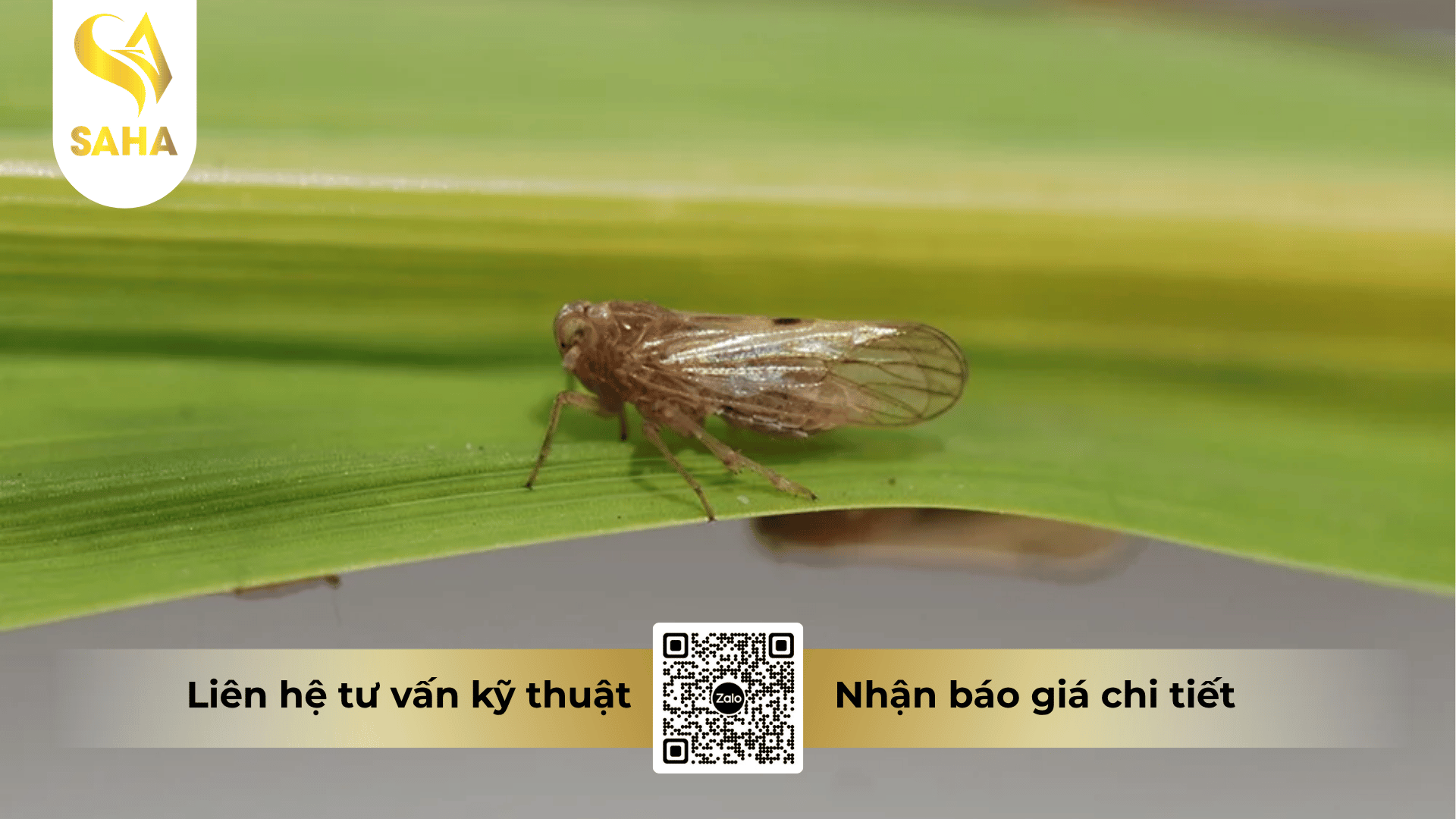 thong-tin-chung-thuoc-tru-sau-annongaplau-100wp.png