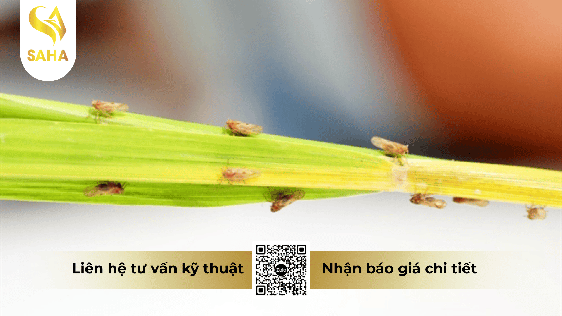 cong-dung-thuoc-tru-sau-annongaplau-100wp.png