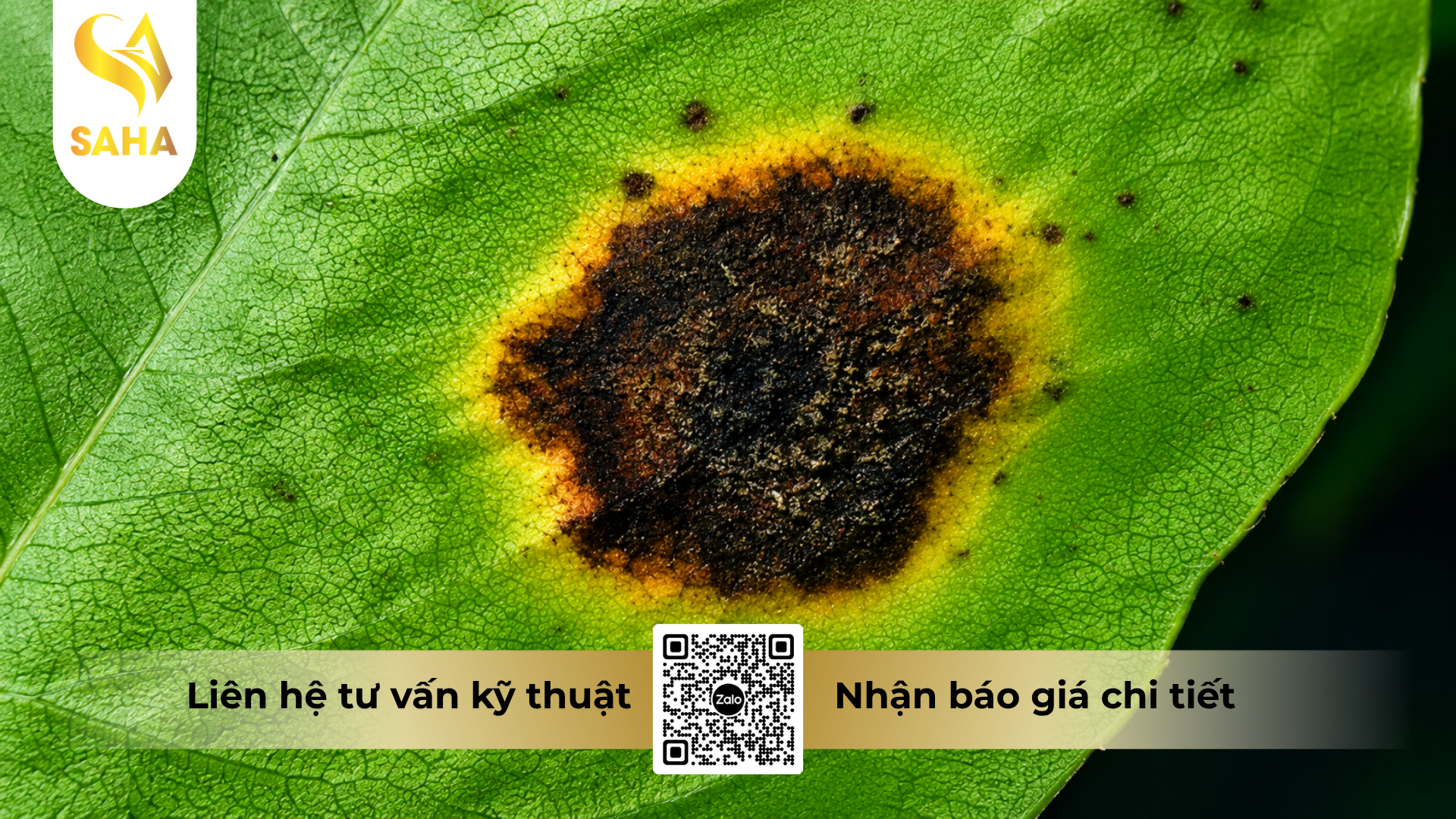 cong-dung-cua-thuoc-tru-benh-sunmanbul-80wp-hieu-manco-india-blue-800.png