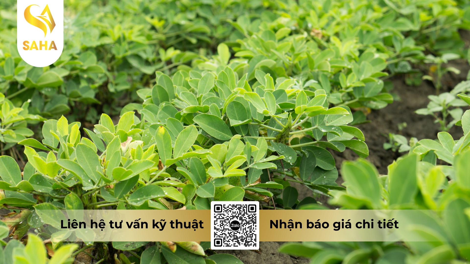 cau-hoi-thuong-gap-ve-thuoc-tru-benh-sunmanbul-80wp-hieu-manco-india-blue-800.png