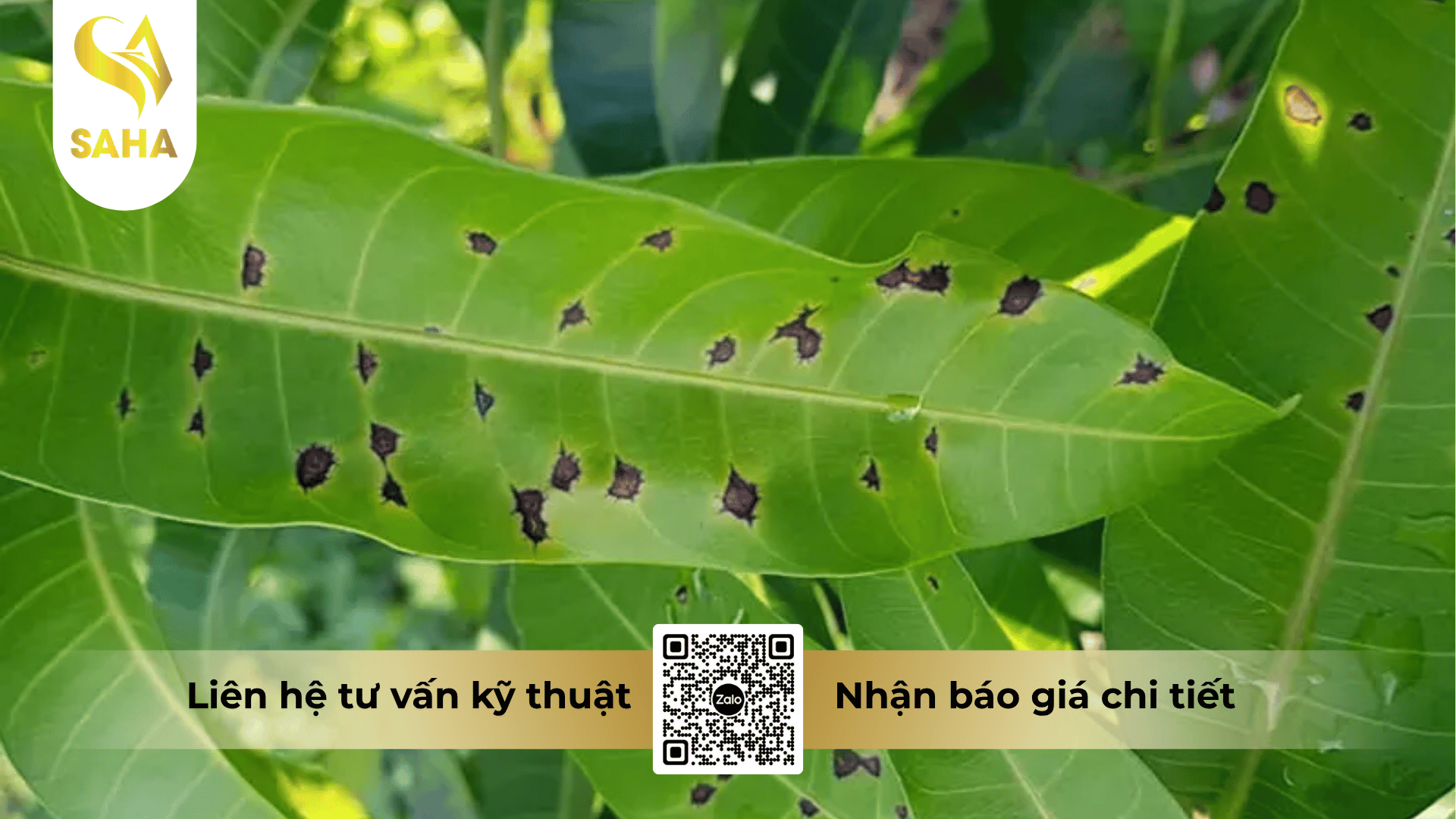 cong-dung-thuoc-tru-benh-annnongmycin-80sl.png