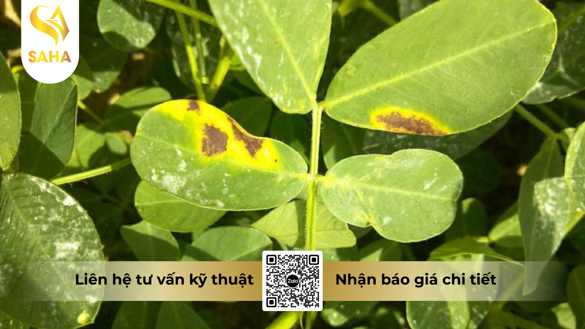 cong-dung-cua-thuoc-tru-benh-sunmanbul-80wp-hieu-manco-india-gold-800.png
