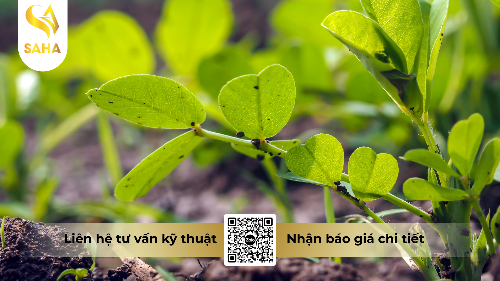 cau-hoi-thuong-gap-ve-thuoc-tru-benh-sunmanbul-80wp-hieu-manco-india-gold-800.png