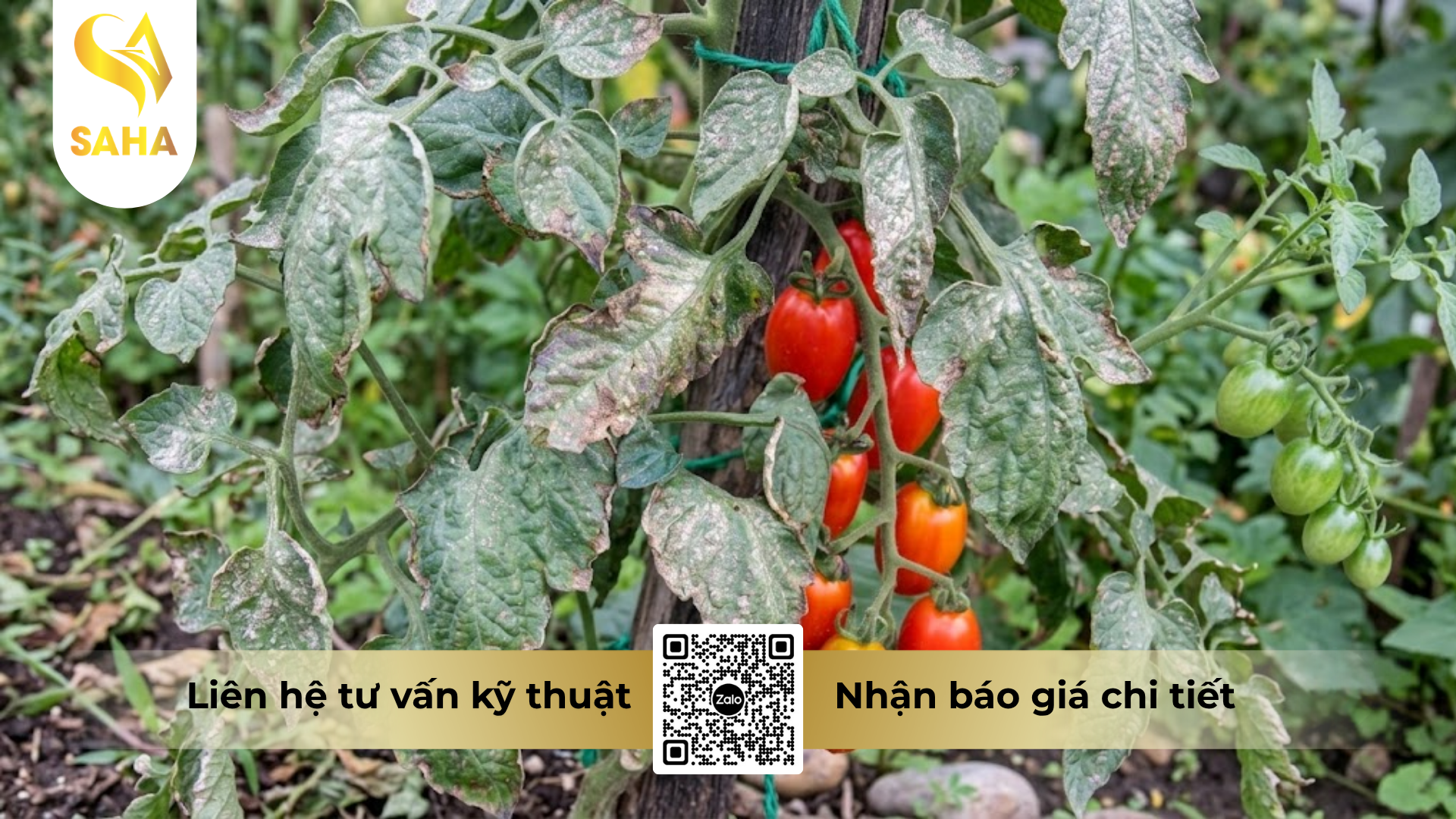 cong-dung-cua-thuoc-tru-benh-td-lumordie-500wp-hieu-dimorp-500.png