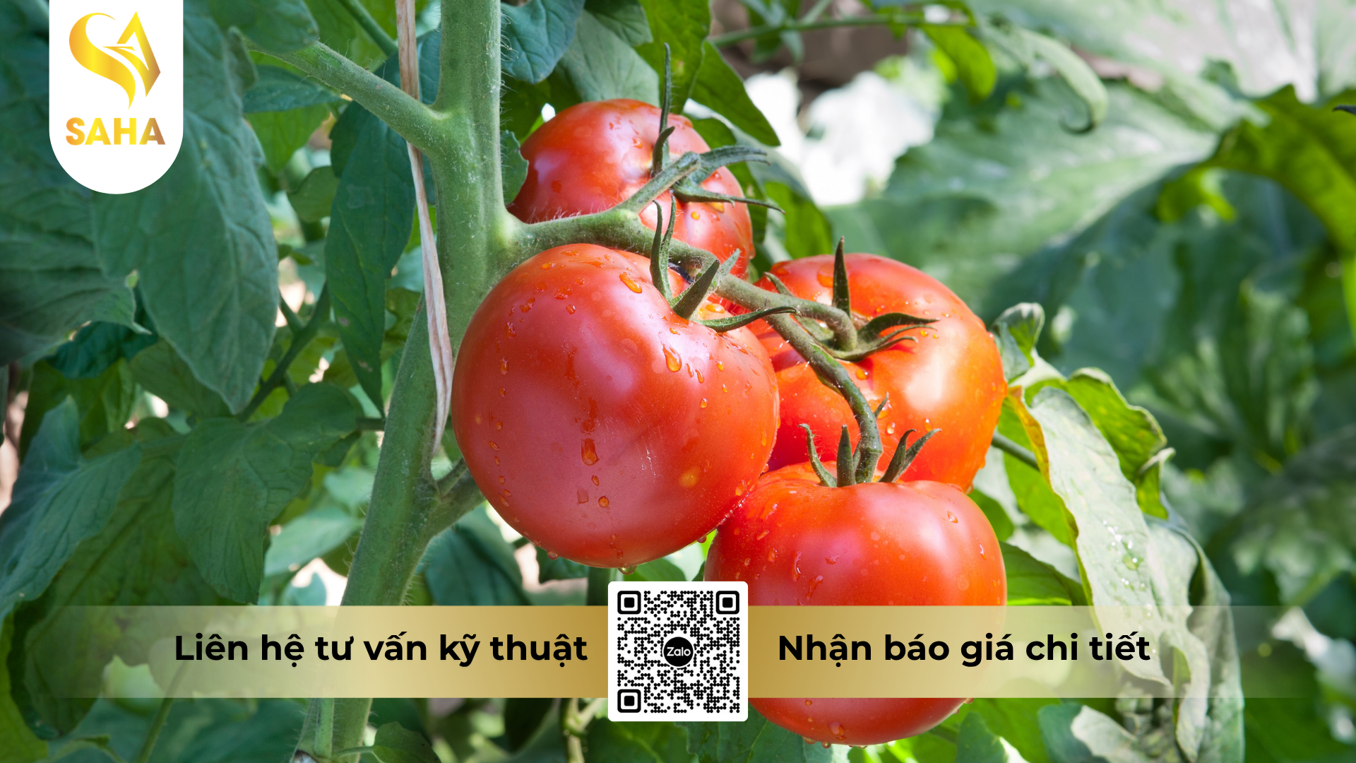 cau-hoi-thuong-gap-ve-thuoc-tru-benh-td-lumordie-500wp-hieu-dimorp-500.png