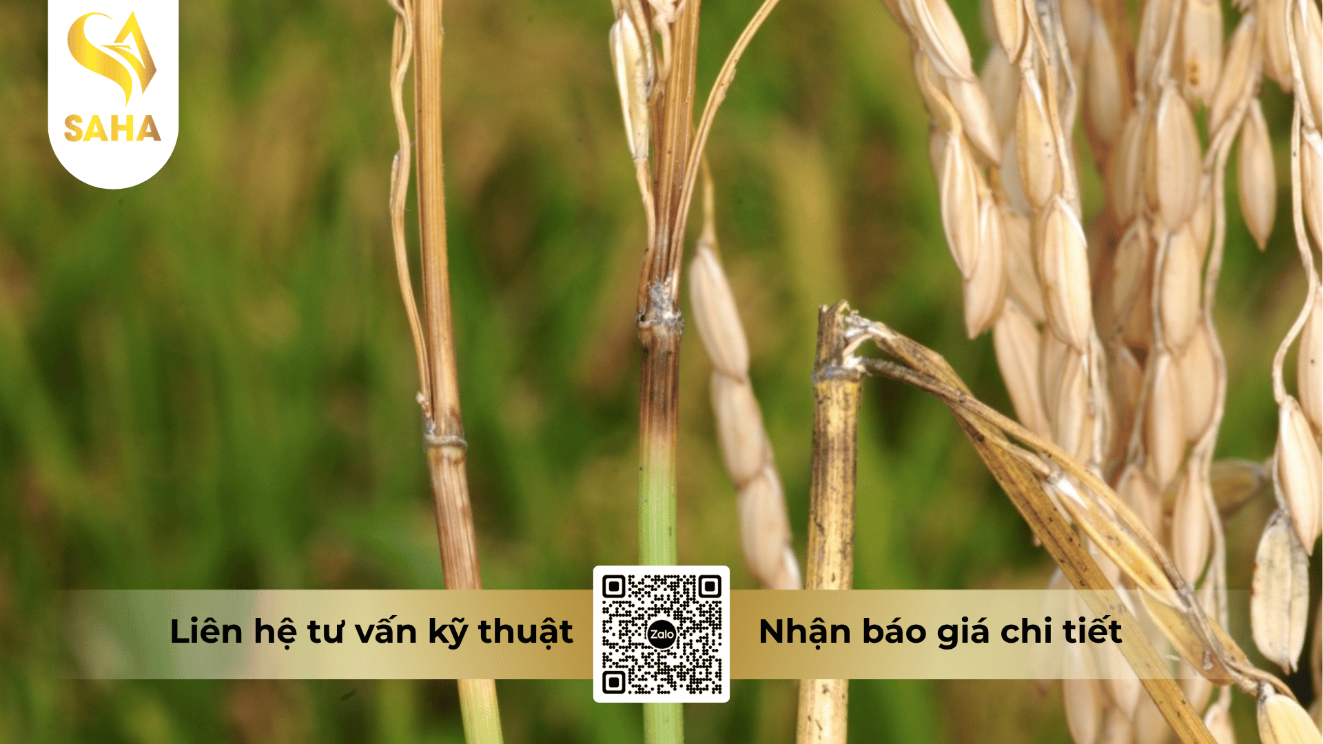 thong-tin-chung-thuoc-tru-benh-annongvin-50sc.png