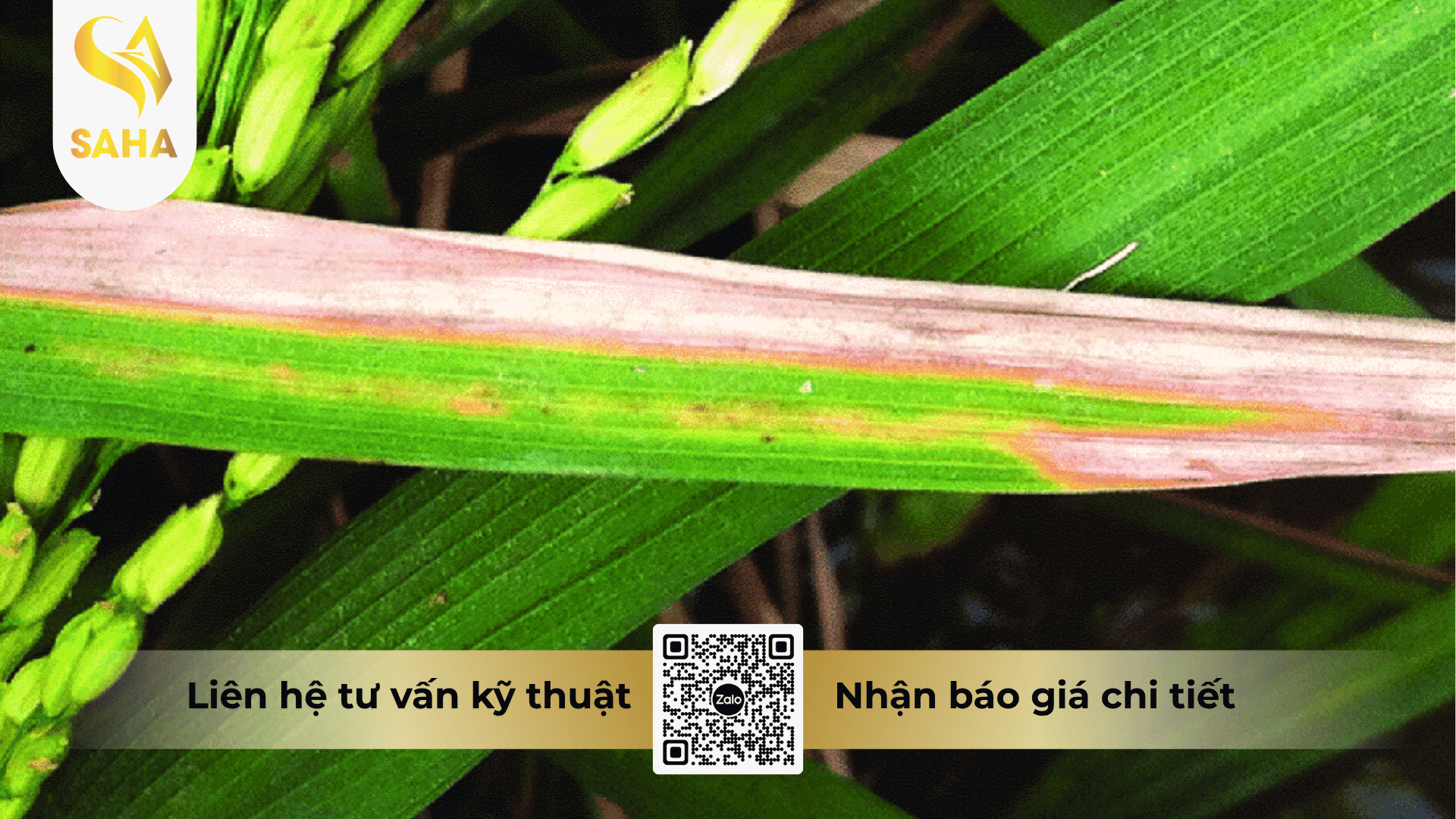 cong-dung-thuoc-tru-benh-annongvin-50sc.png