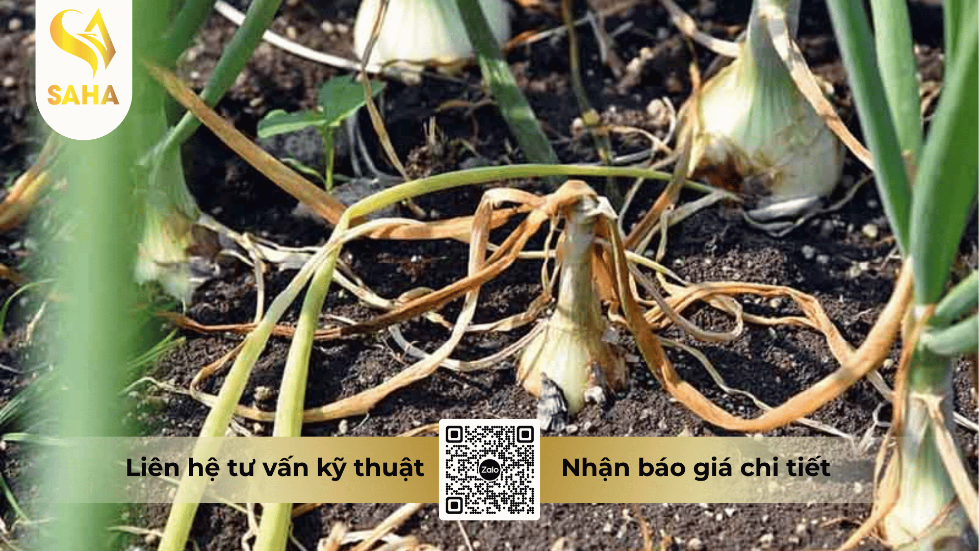 thong-tin-chung-thuoc-tru-benh-annongmycin-100sp.png