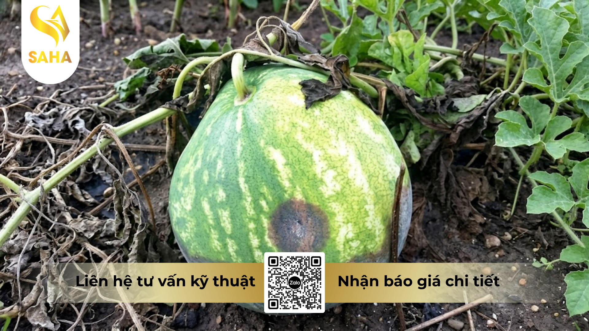cong-dung-cua-thuoc-tru-benh-thalonil-75wp.png