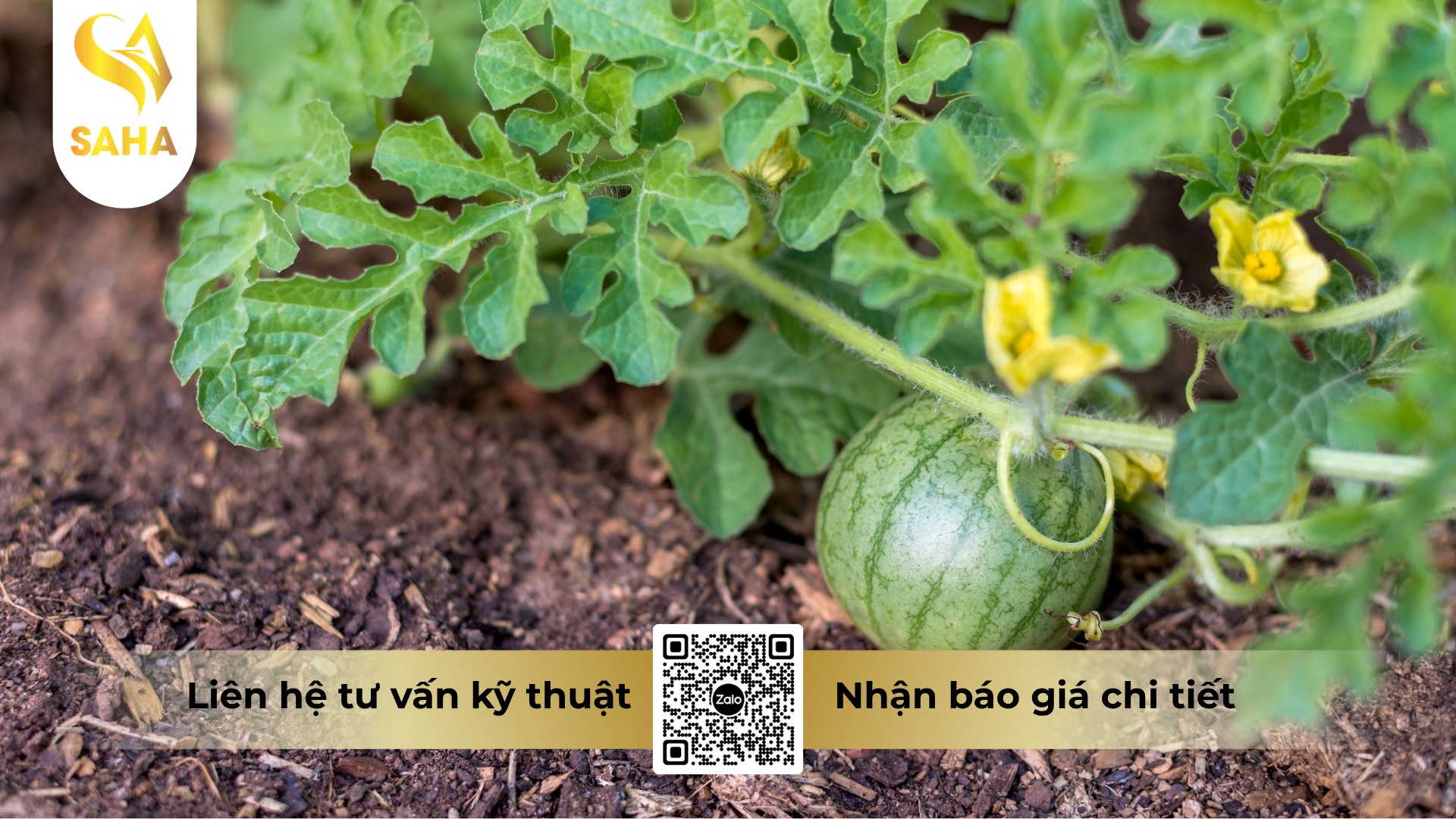 cau-hoi-thuong-gap-ve-thuoc-tru-benh-thalonil-75wp.png