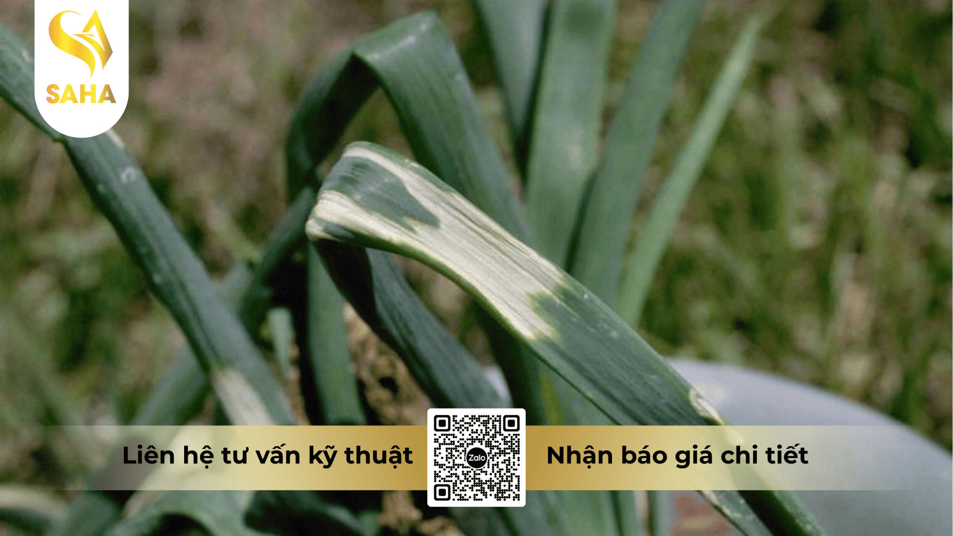 cong-dung-thuoc-tru-benh-annongmycin-100sp.png