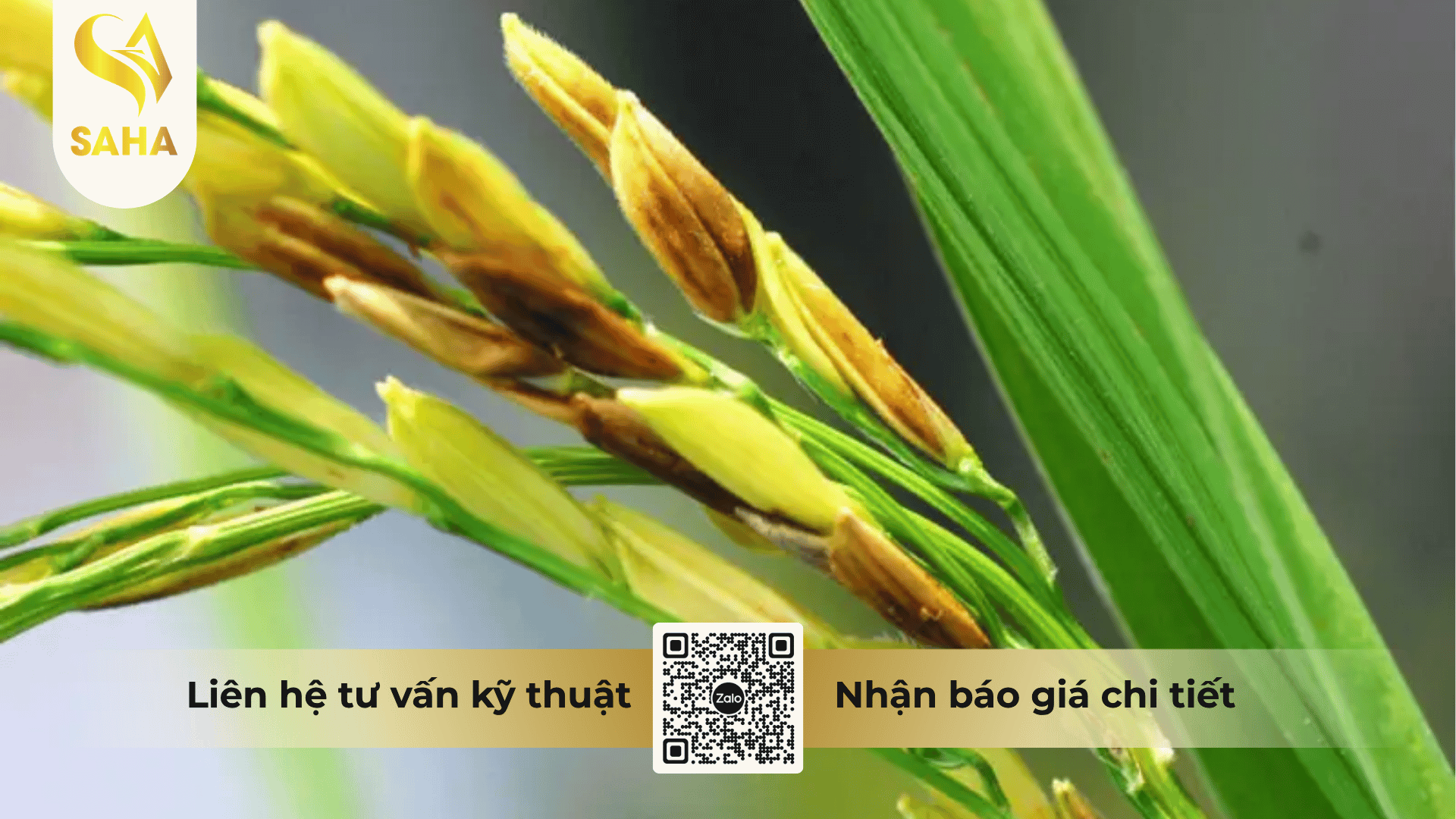 thong-tin-chung-thuoc-tru-benh-annongvin-800wg.png