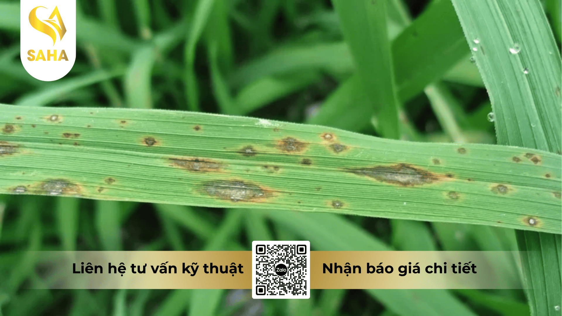 cong-dung-thuoc-tru-benh-annongvin-800wg.png