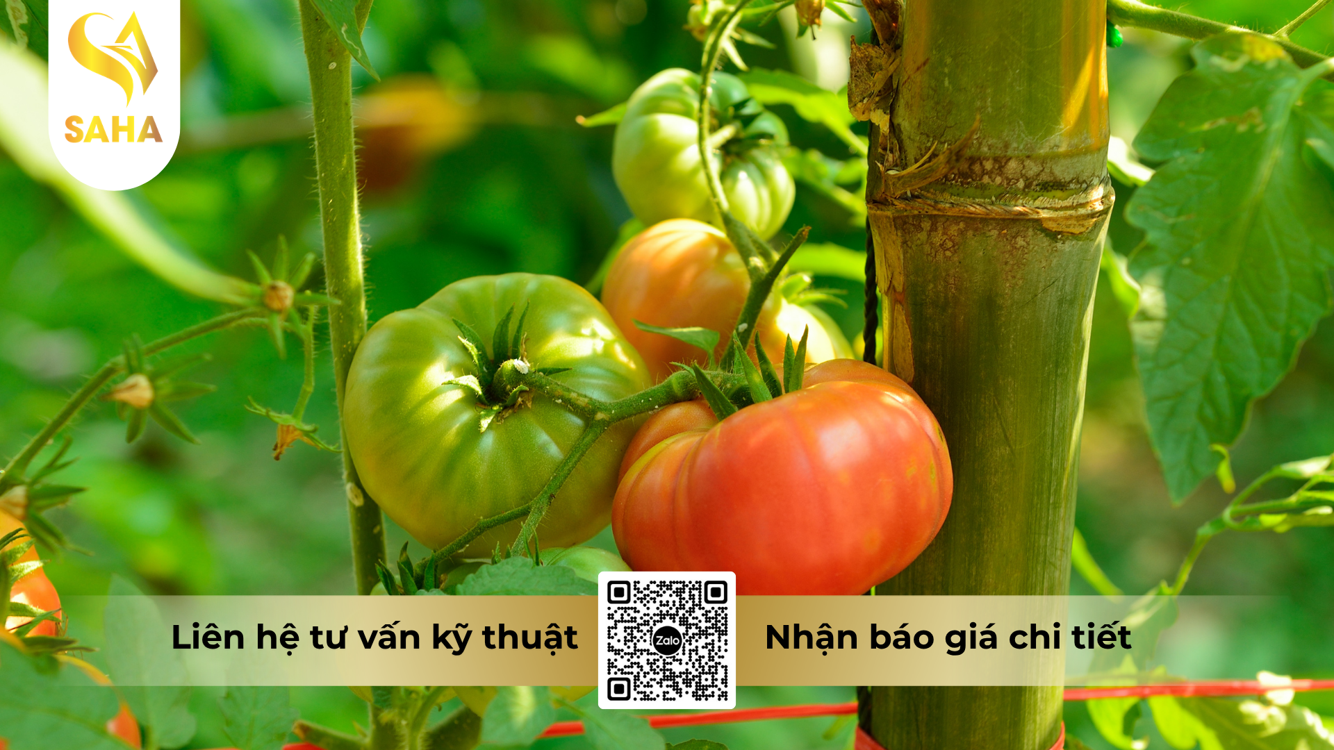 cau-hoi-thuong-gap-ve-thuoc-tru-benh-unizebando-800wp-hieu-hamanco-gold.png