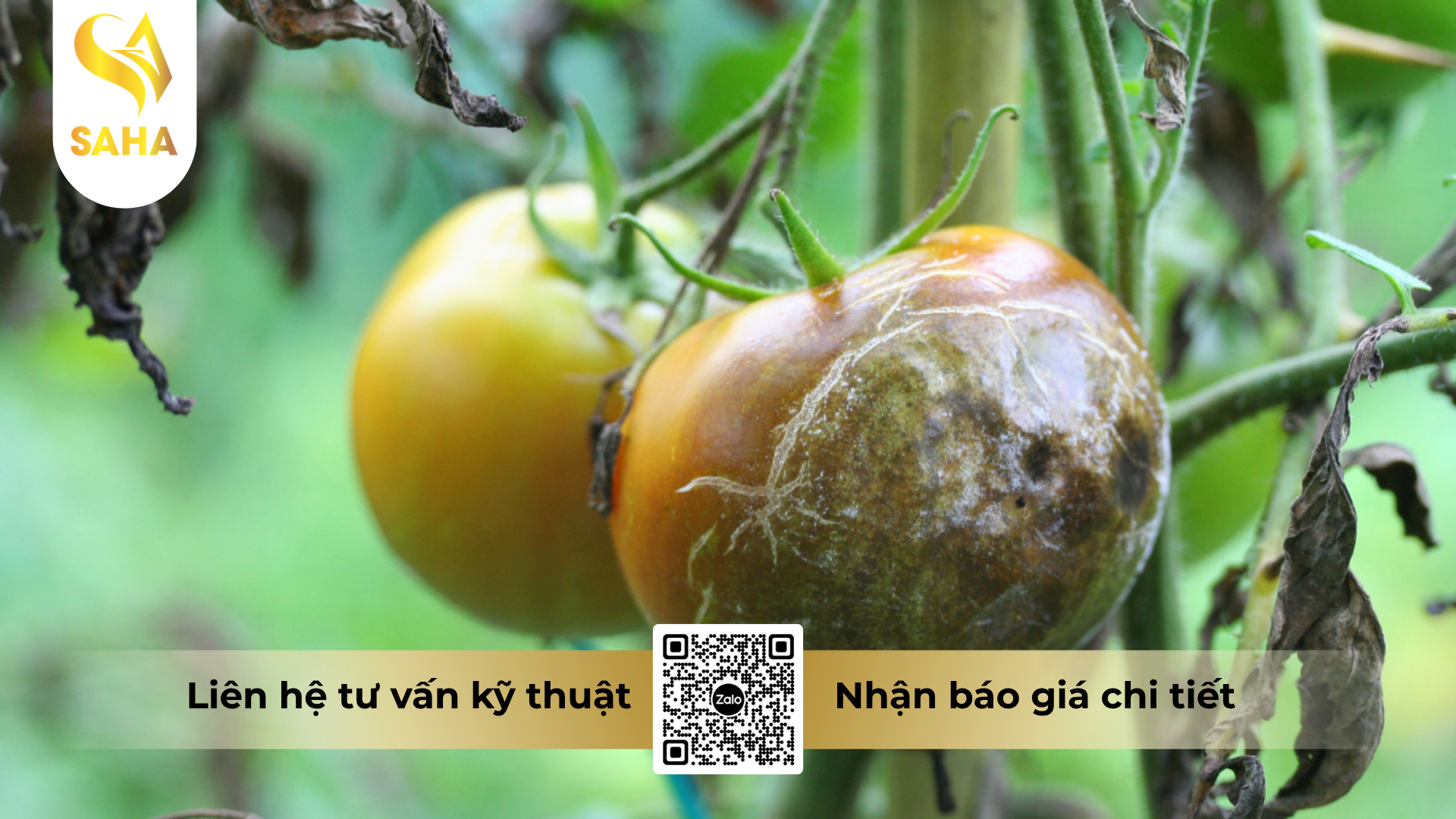 cong-dung-cua-thuoc-tru-benh-unizebando-800wp-hieu-hamanco-gold.png
