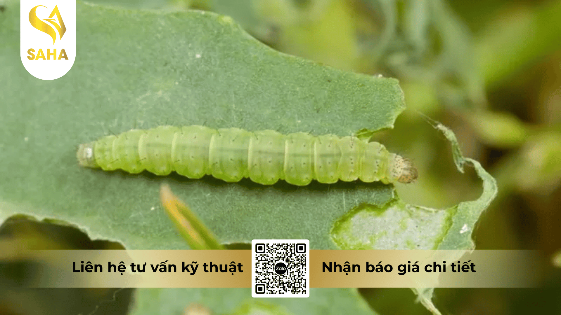 thong-tin-chung-thuoc-tru-sau-anphatox-5ec.png