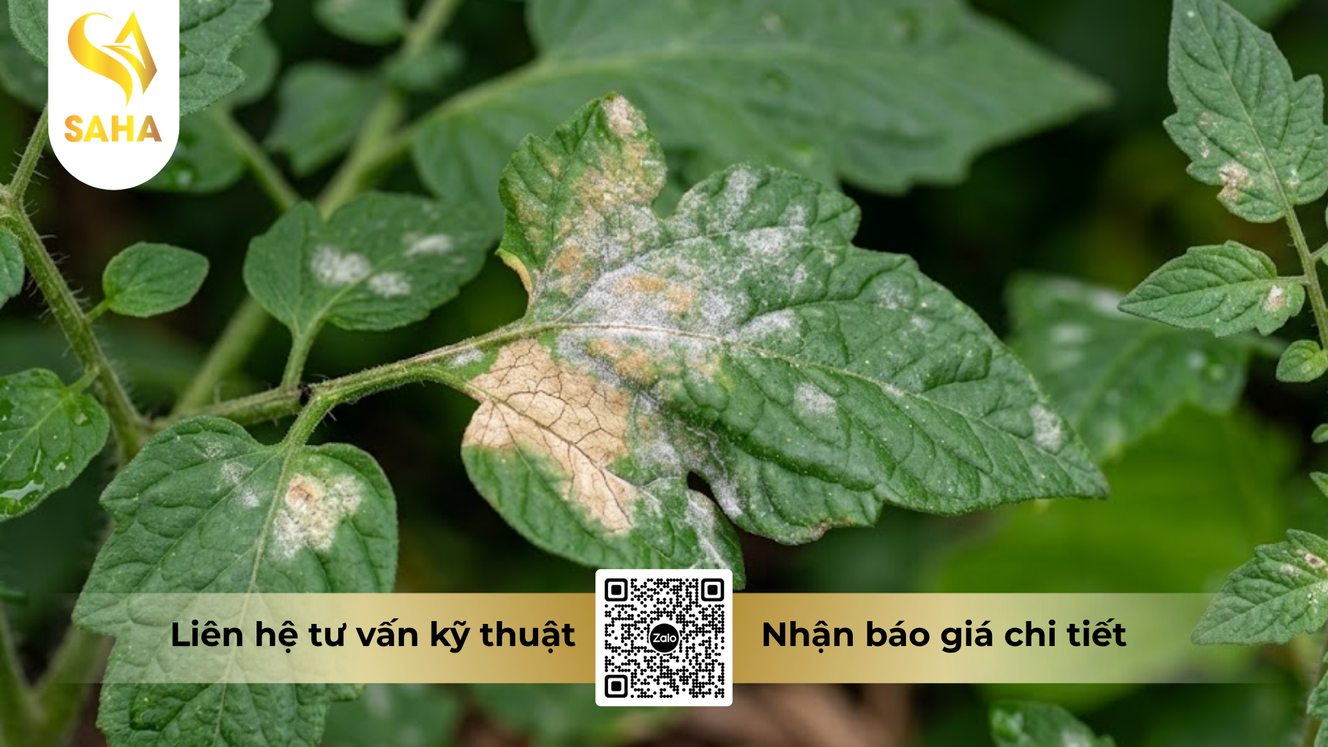 cong-dung-cua-thuoc-tru-benh-zineb-bul-80wp.png