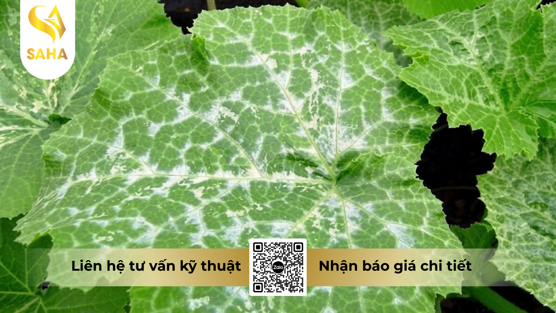 cau-hoi-thuong-gap-ve-thuoc-tru-benh-zineb-bul-80wp.png
