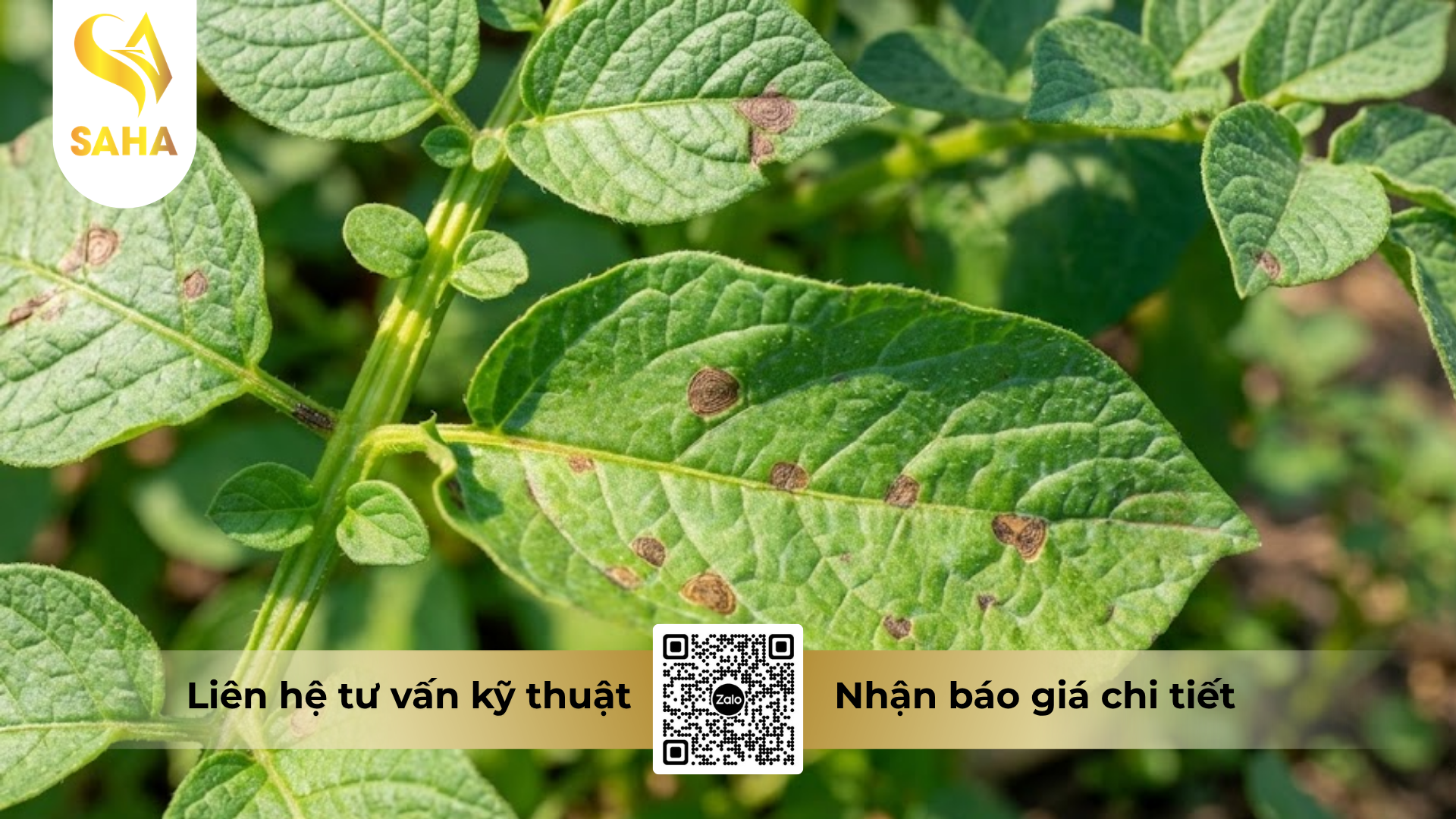 cong-dung-cua-thuoc-tru-benh-zineb-bul-80wp-hieu-zinny-80.png
