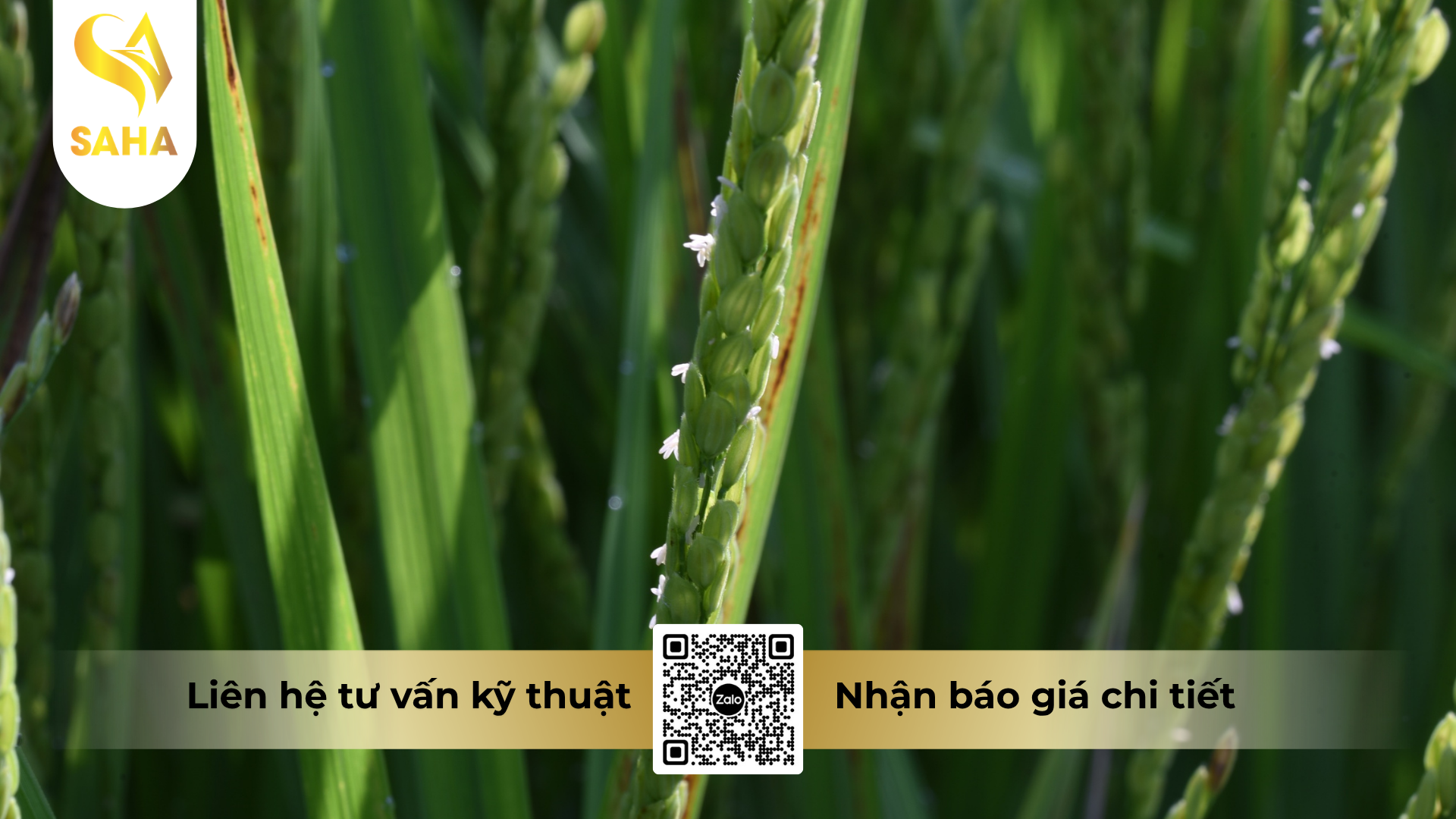 cau-hoi-thuong-gap-ve-thuoc-tru-sau-afudan-3gr-1kg.png