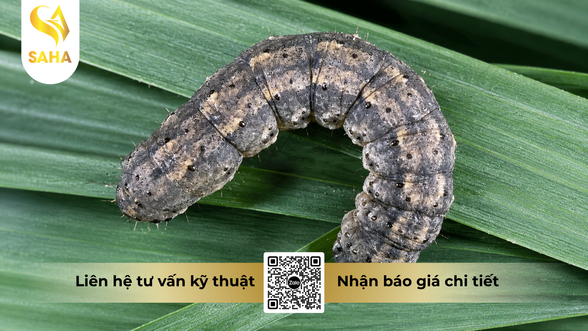 cong-dung-cua-thuoc-tru-sau-ad-lutein-3gr-hieu-basudin-3-0.png
