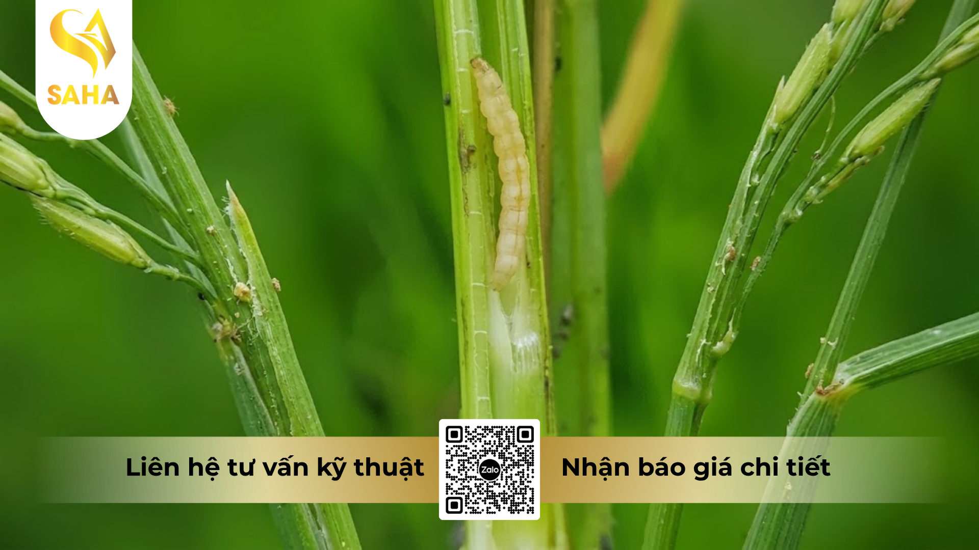 cong-dung-cua-thuoc-tru-sau-apashuang-10gr-25kg.png