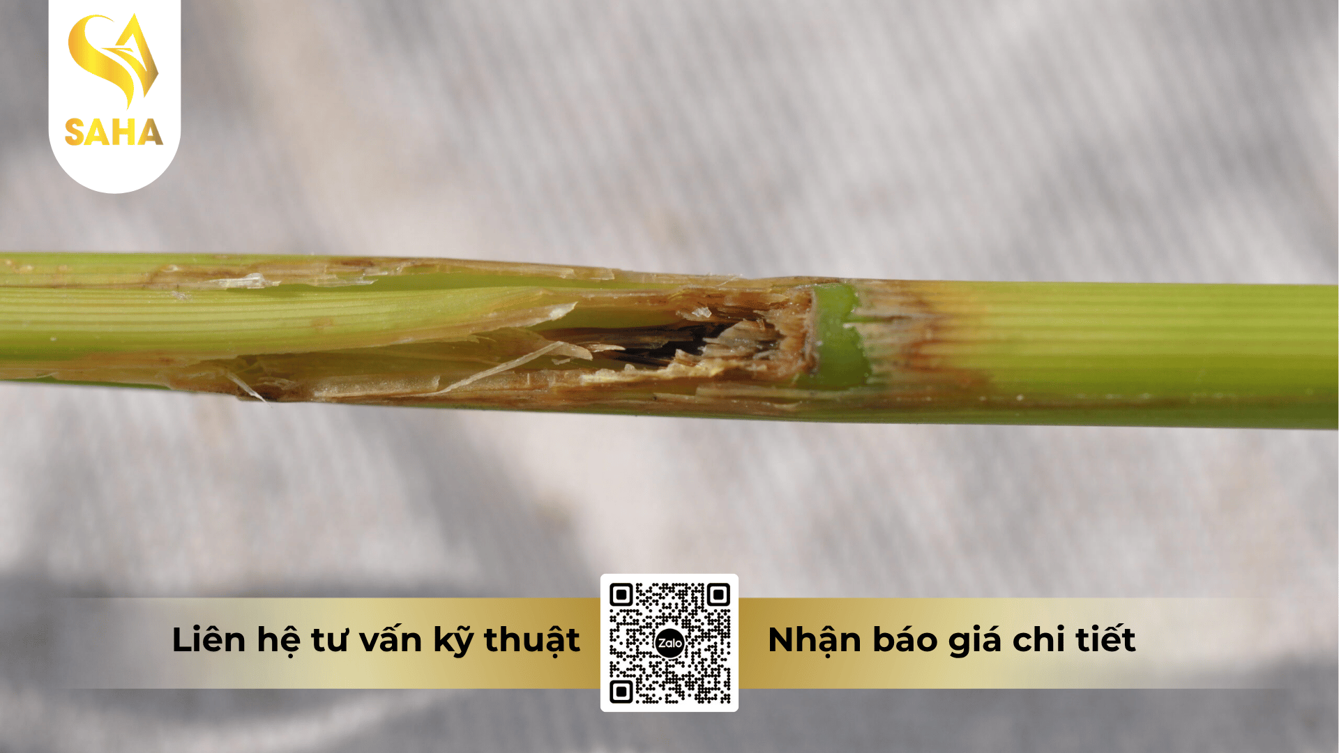 cong-dung-thuoc-tru-sau-anphatox-25ew.png