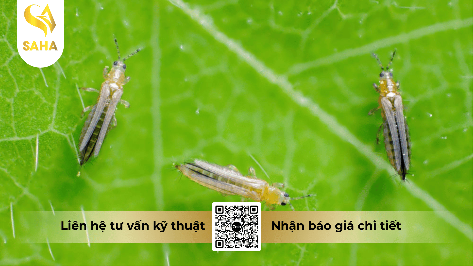 thong-tin-chung-thuoc-tru-sau-anphatox-100sc.png