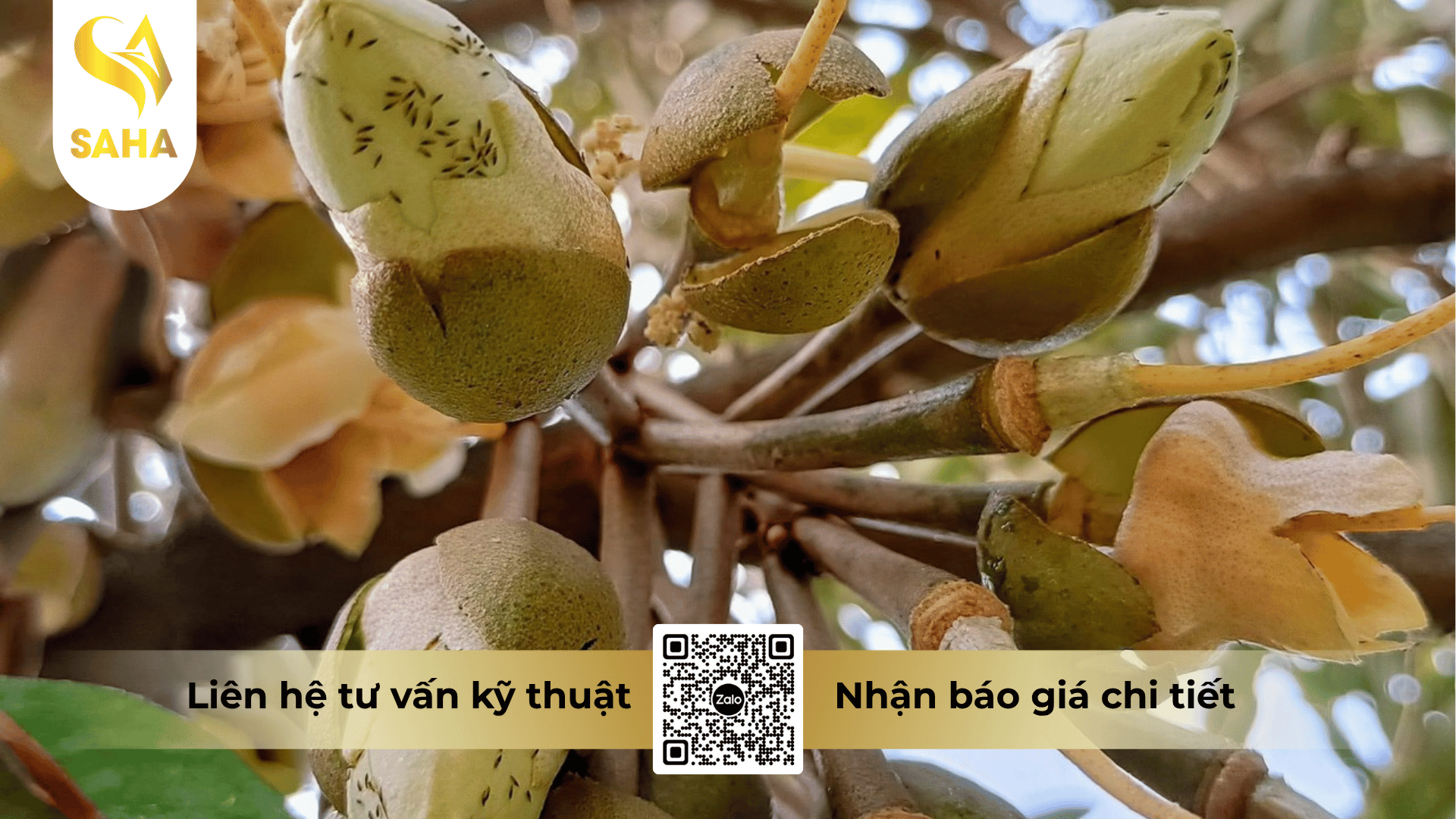 cong-dung-thuoc-tru-sau-anphatox-100sc.png