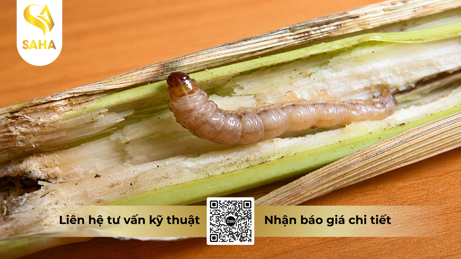 cong-dung-cua-thuoc-tru-sau-ledan-4gr-hieu-nifadan-40.png