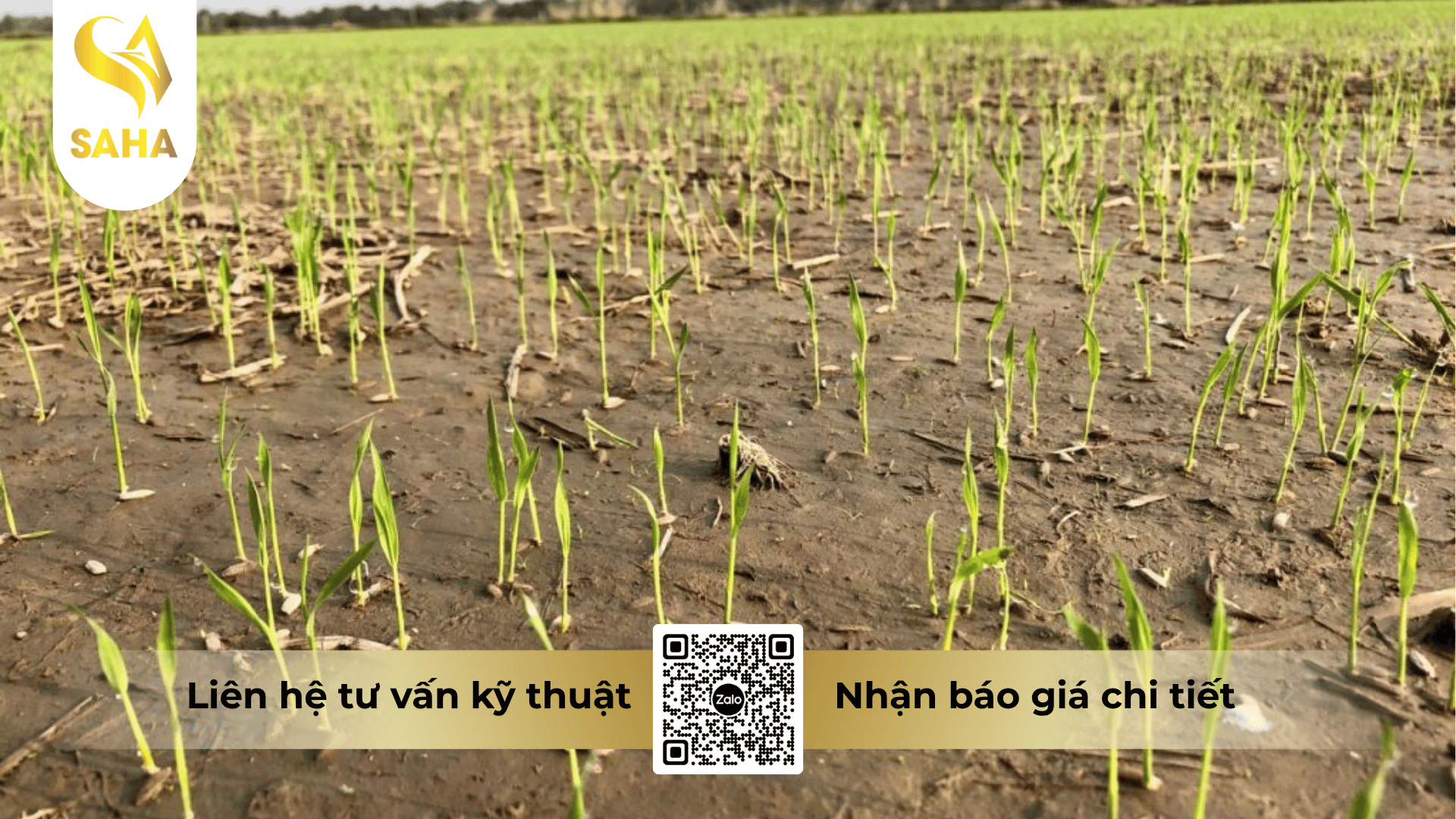cong-dung-thuoc-tru-co-anruma-6-9ec.png