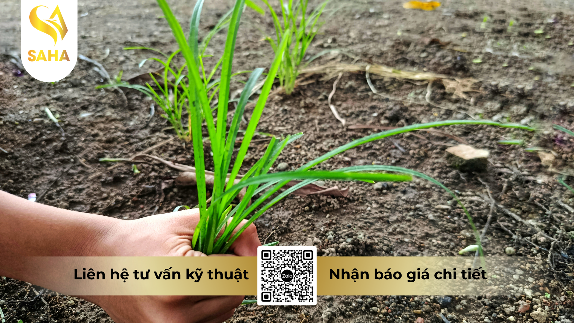 cau-hoi-thuong-gap-ve-thuoc-tru-co-glufocide-200sl-hieu-ronup-480.png